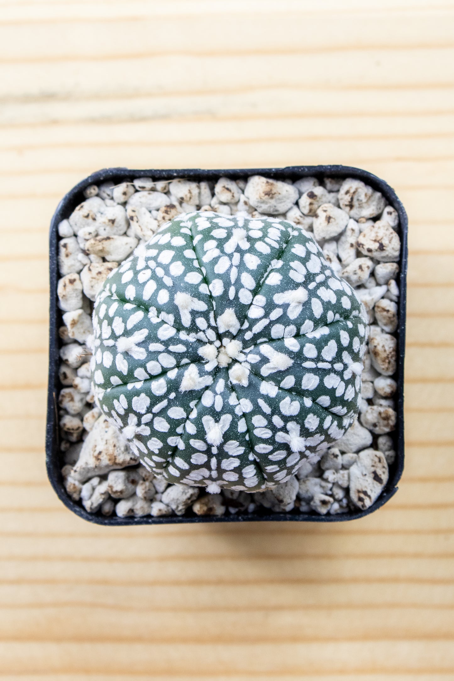 Astrophytum Asterias V-Type 'Super Kabuto'