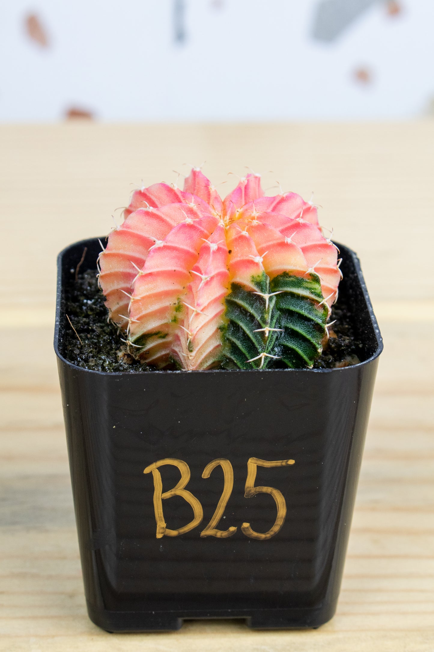 Gymnocalycium Mihanovichii Variegated 2 Inch