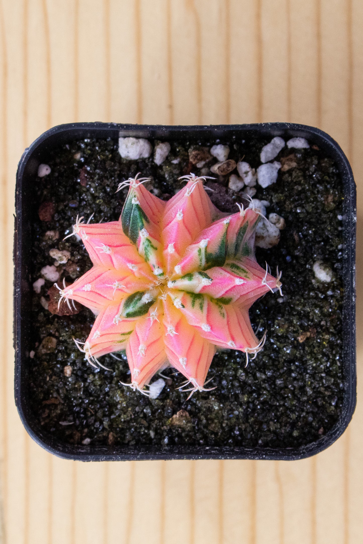 Gymnocalycium Mihanovichii Variegated 2 Inch