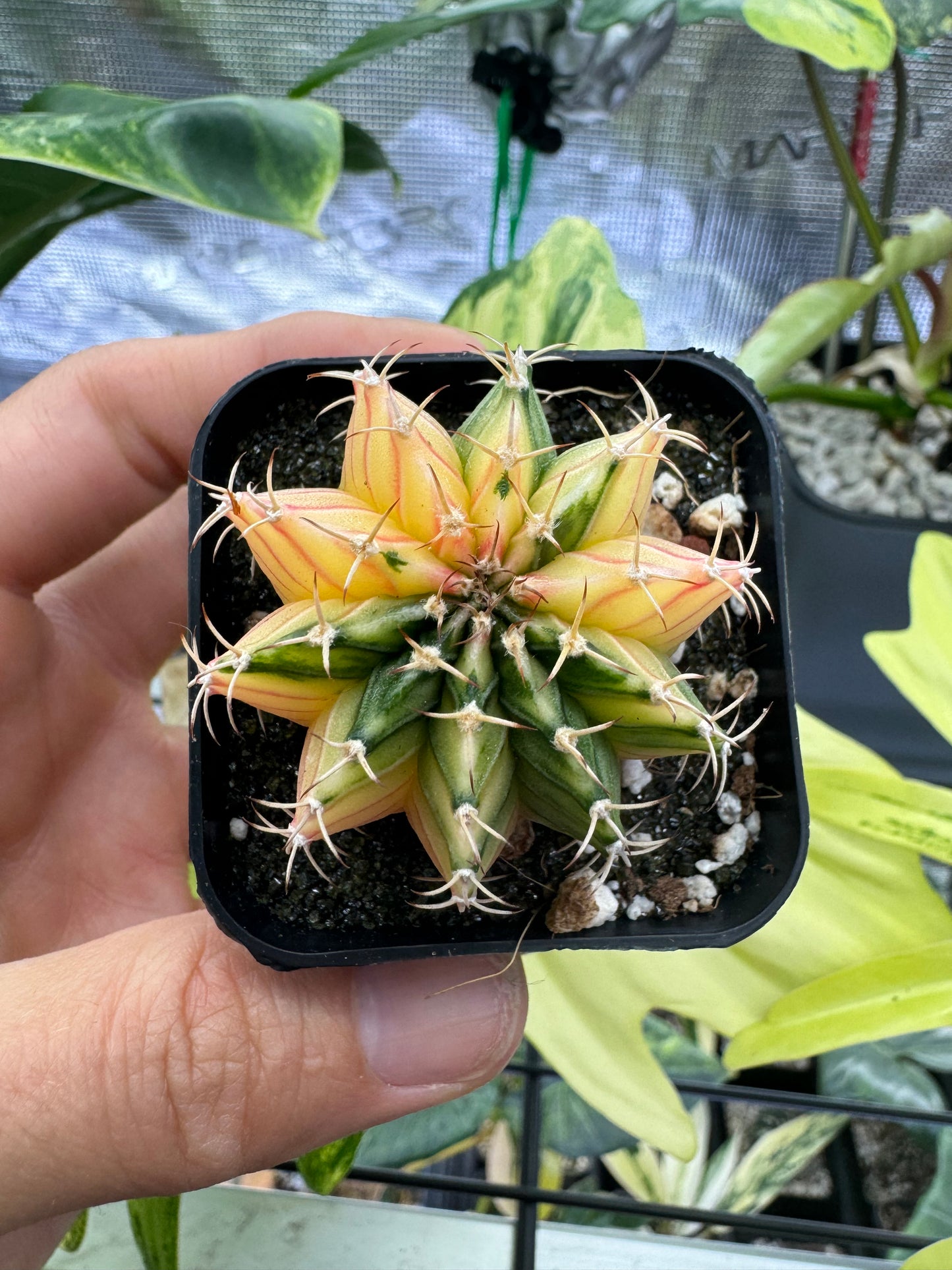 Gymnocalycium Mihanovichii Variegated 2 Inch