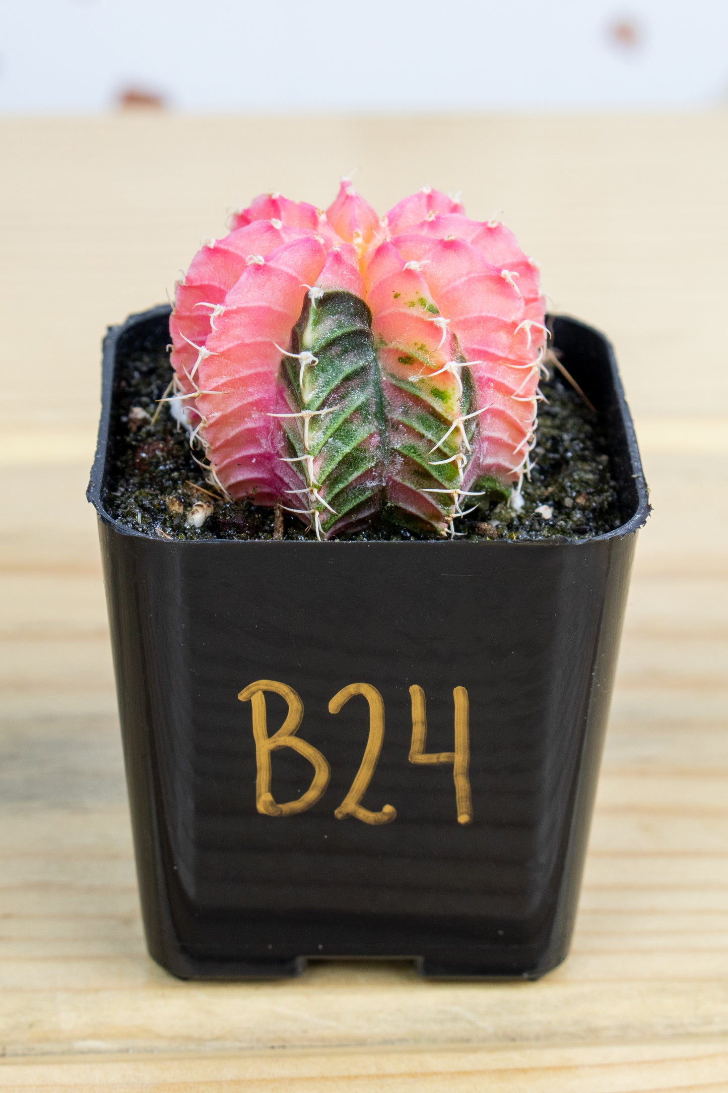 Gymnocalycium Mihanovichii Variegated 2 Inch
