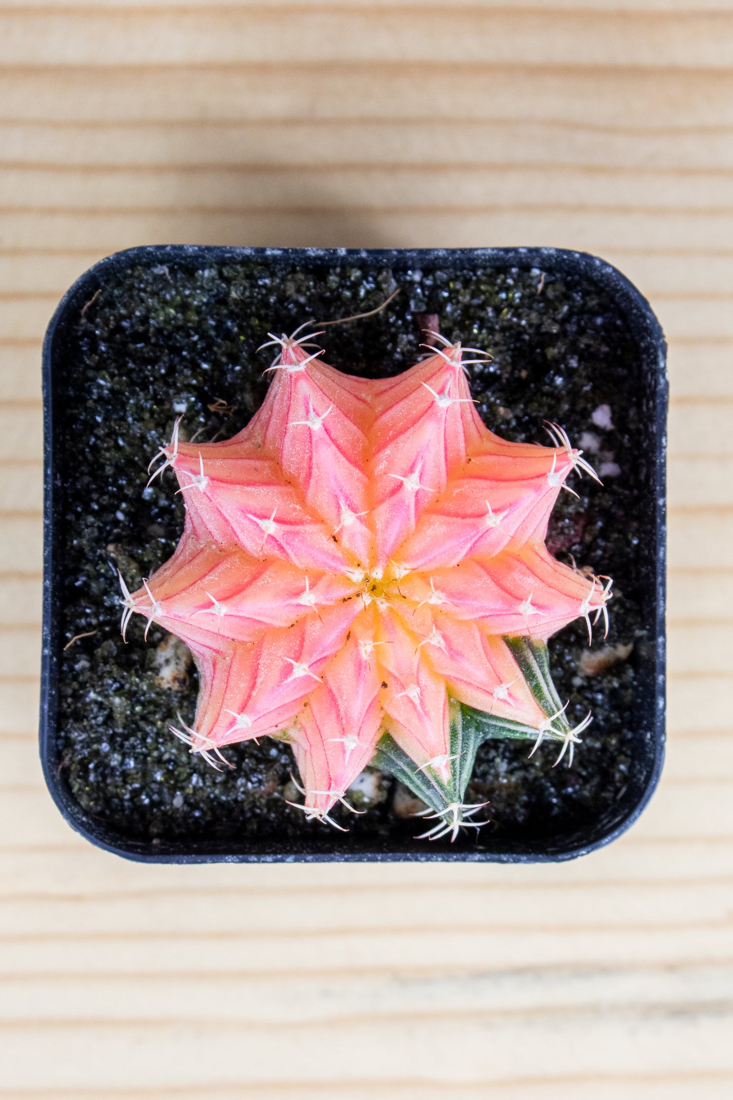 Gymnocalycium Mihanovichii Variegated 2 Inch