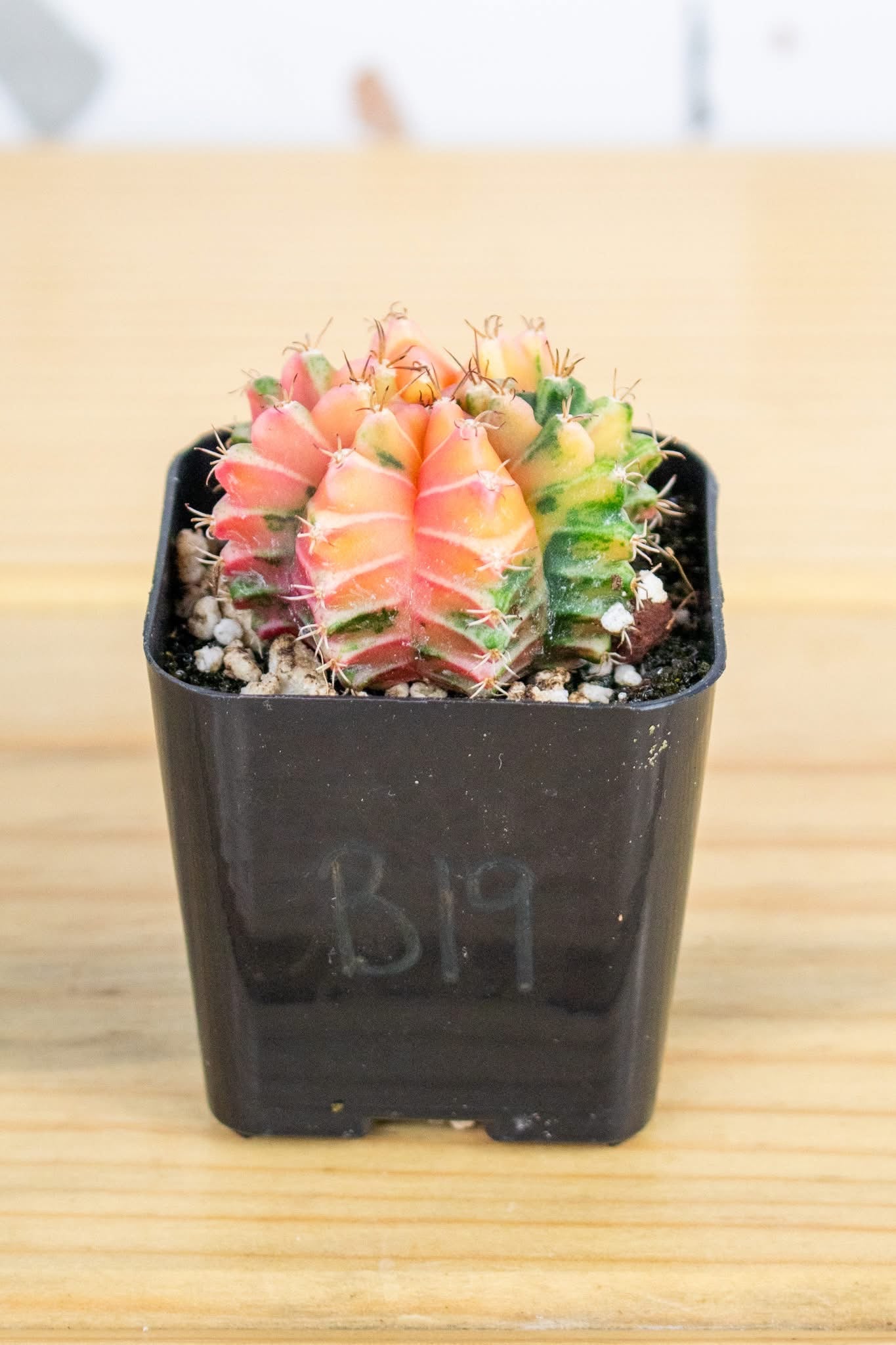 Gymnocalycium Mihanovichii Variegated 2 Inch