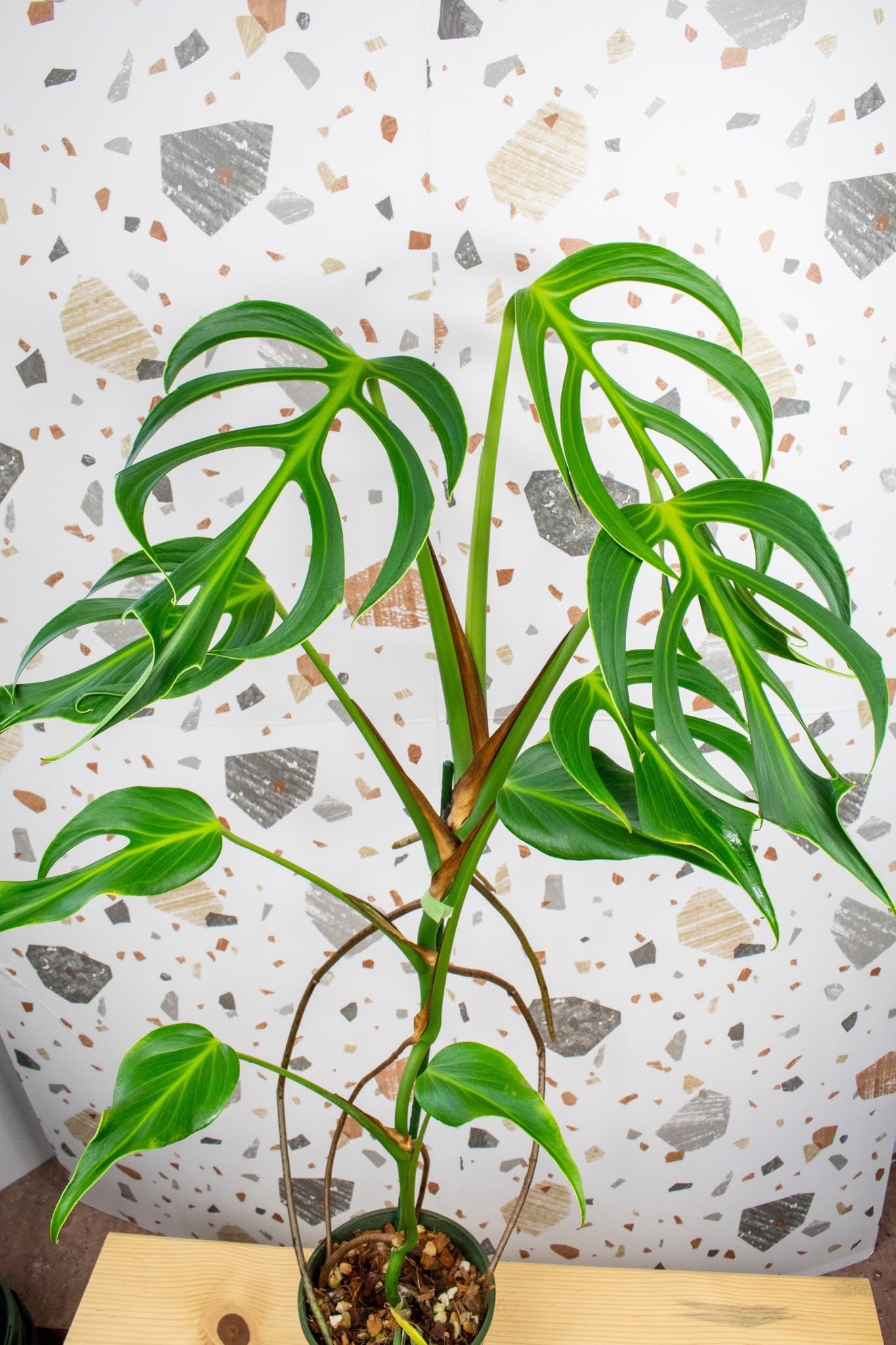 burle marx flame monstera Monstera Burle Marx Flame