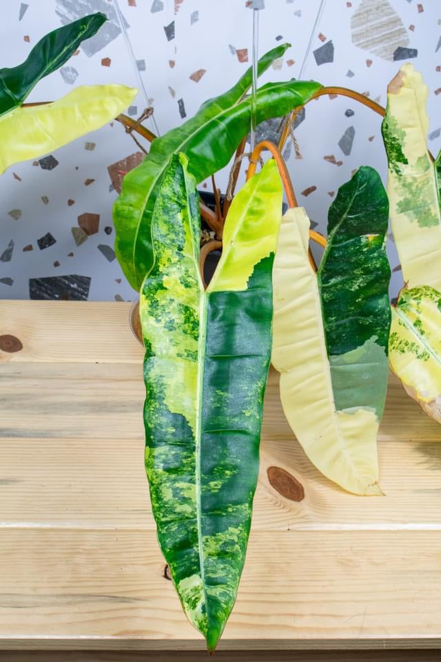 Philodendron Billietiae Variegated