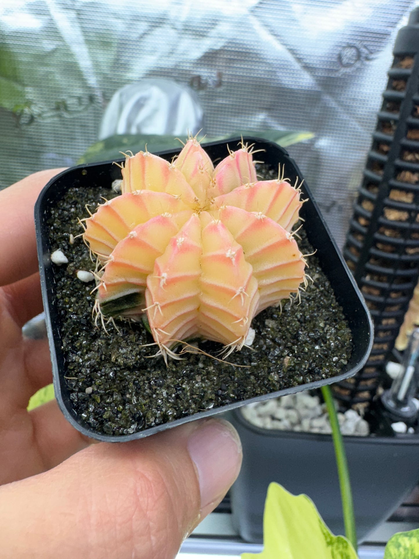 Gymnocalycium Mihanovichii Variegated 2 Inch