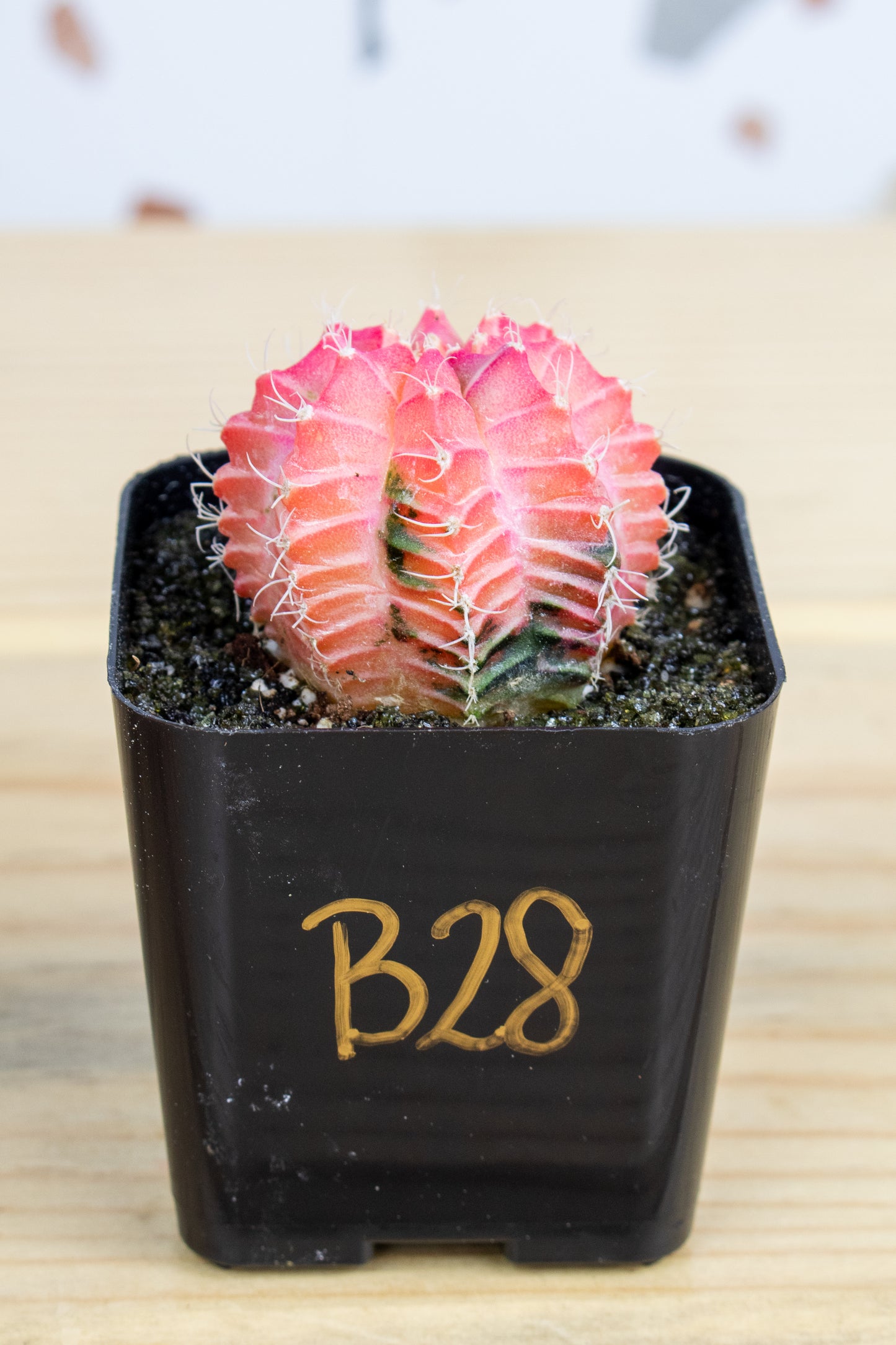 Gymnocalycium Mihanovichii Variegated 2 Inch