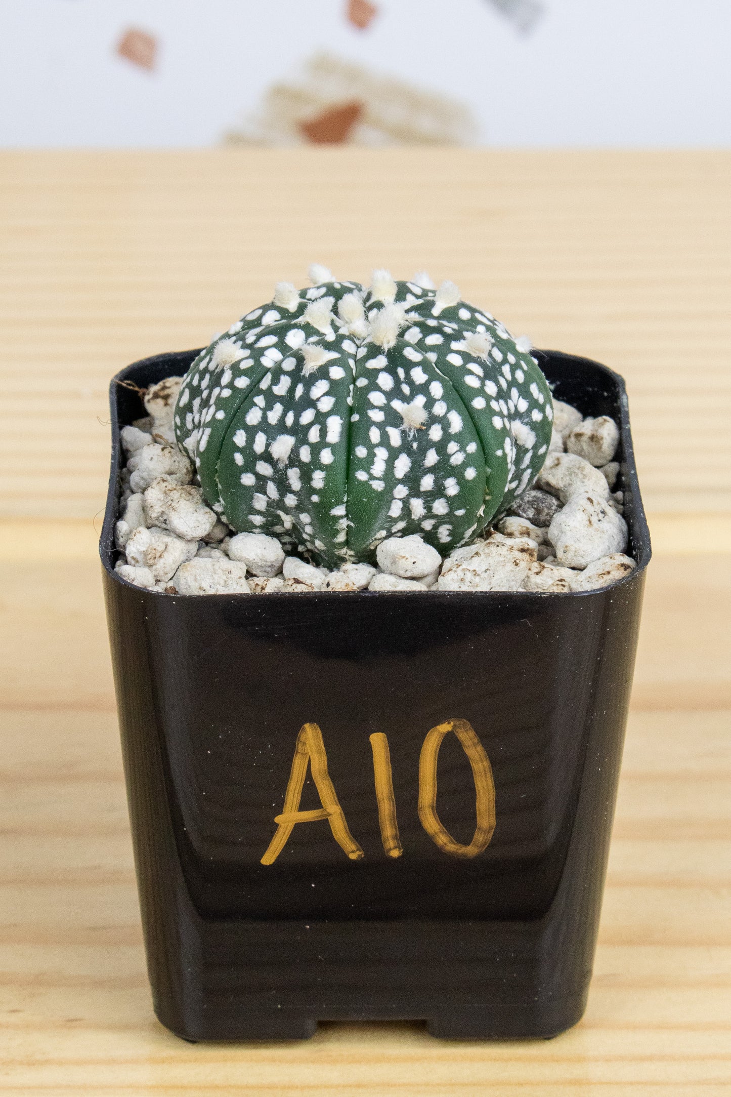 Astrophytum Asterias V-Type 'Super Kabuto'