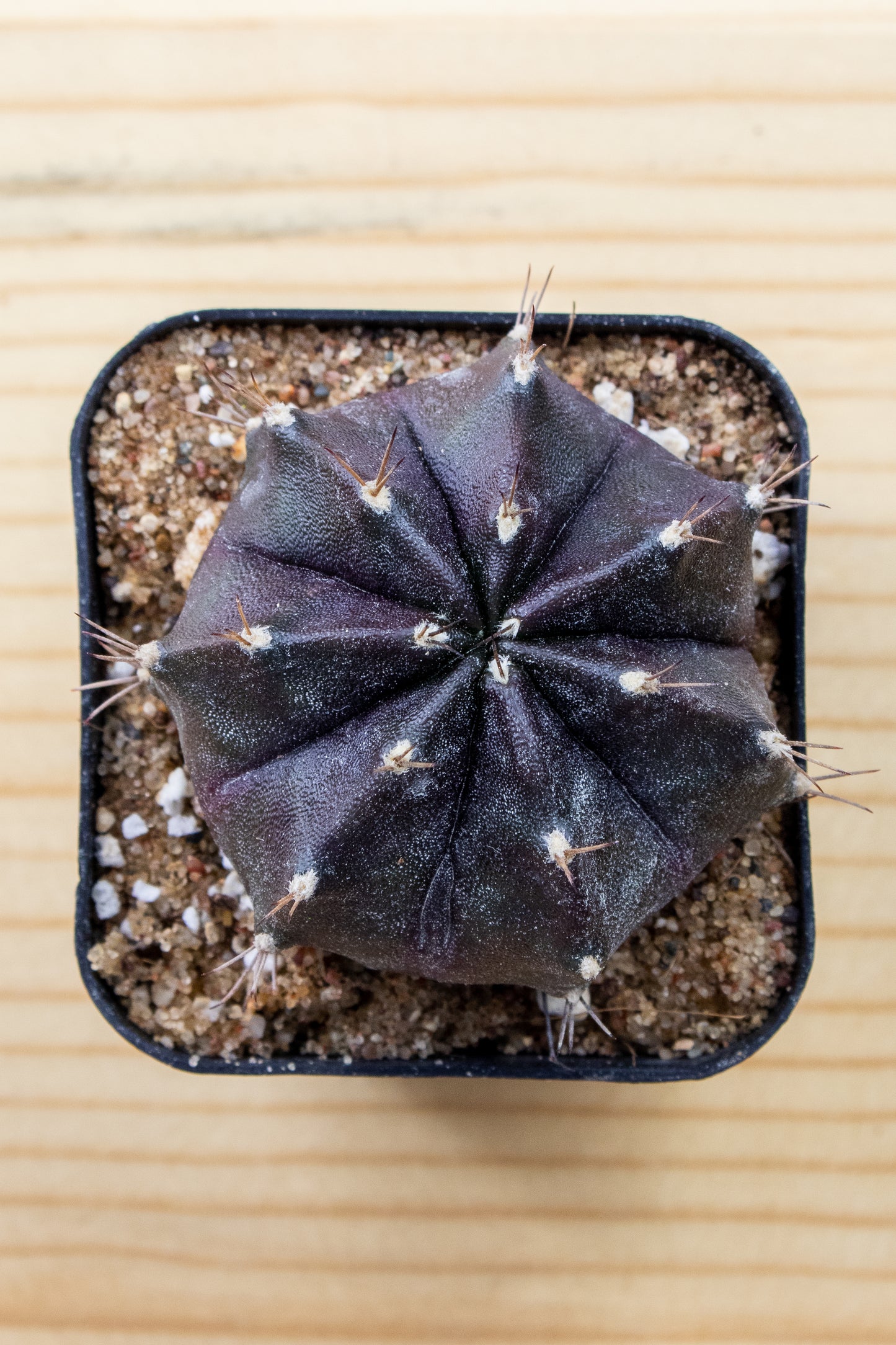 Gymnocalycium Mihanovichii 'Black Widow' 2 Inch