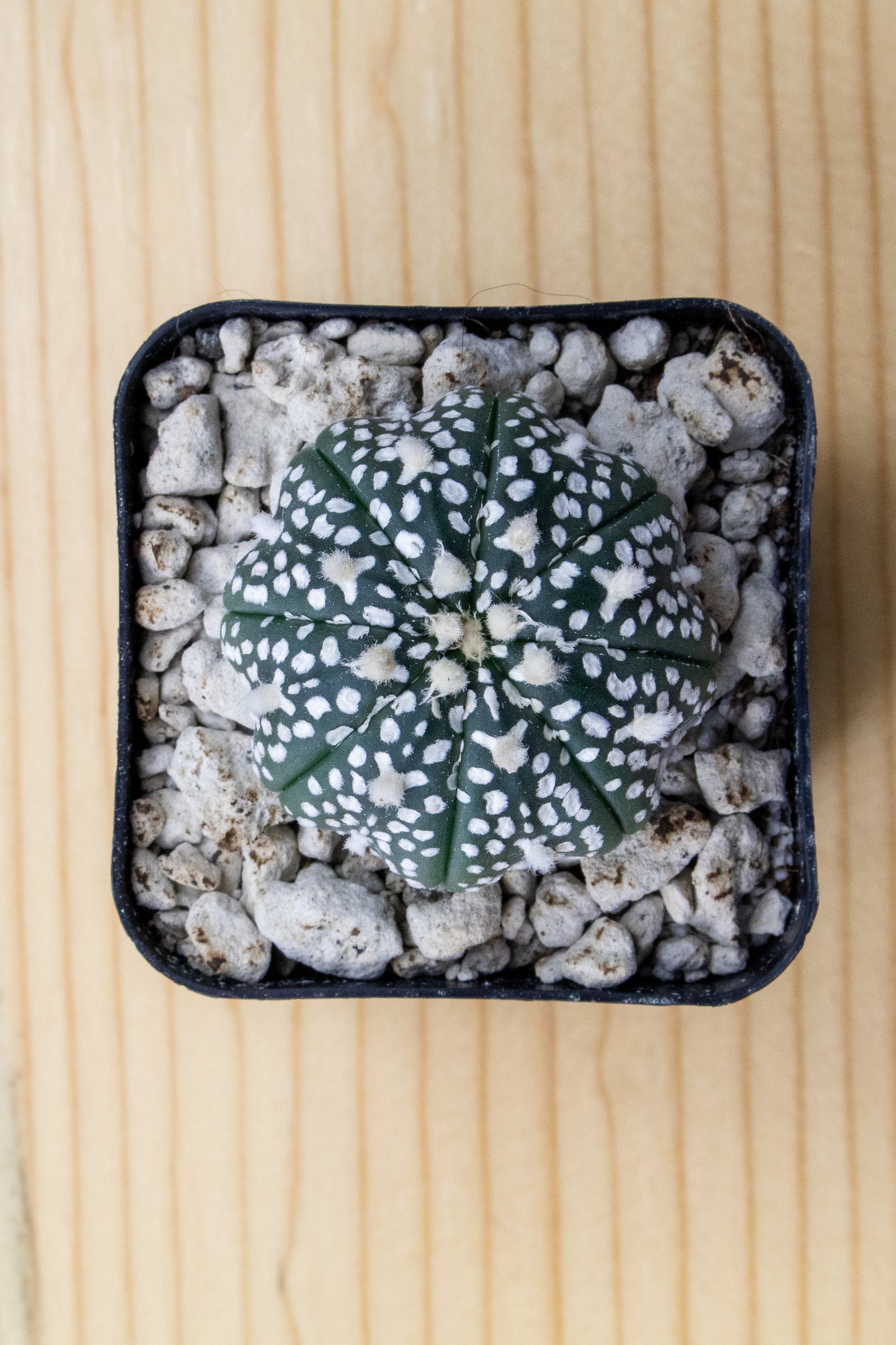 Astrophytum Asterias V-Type 'Super Kabuto'