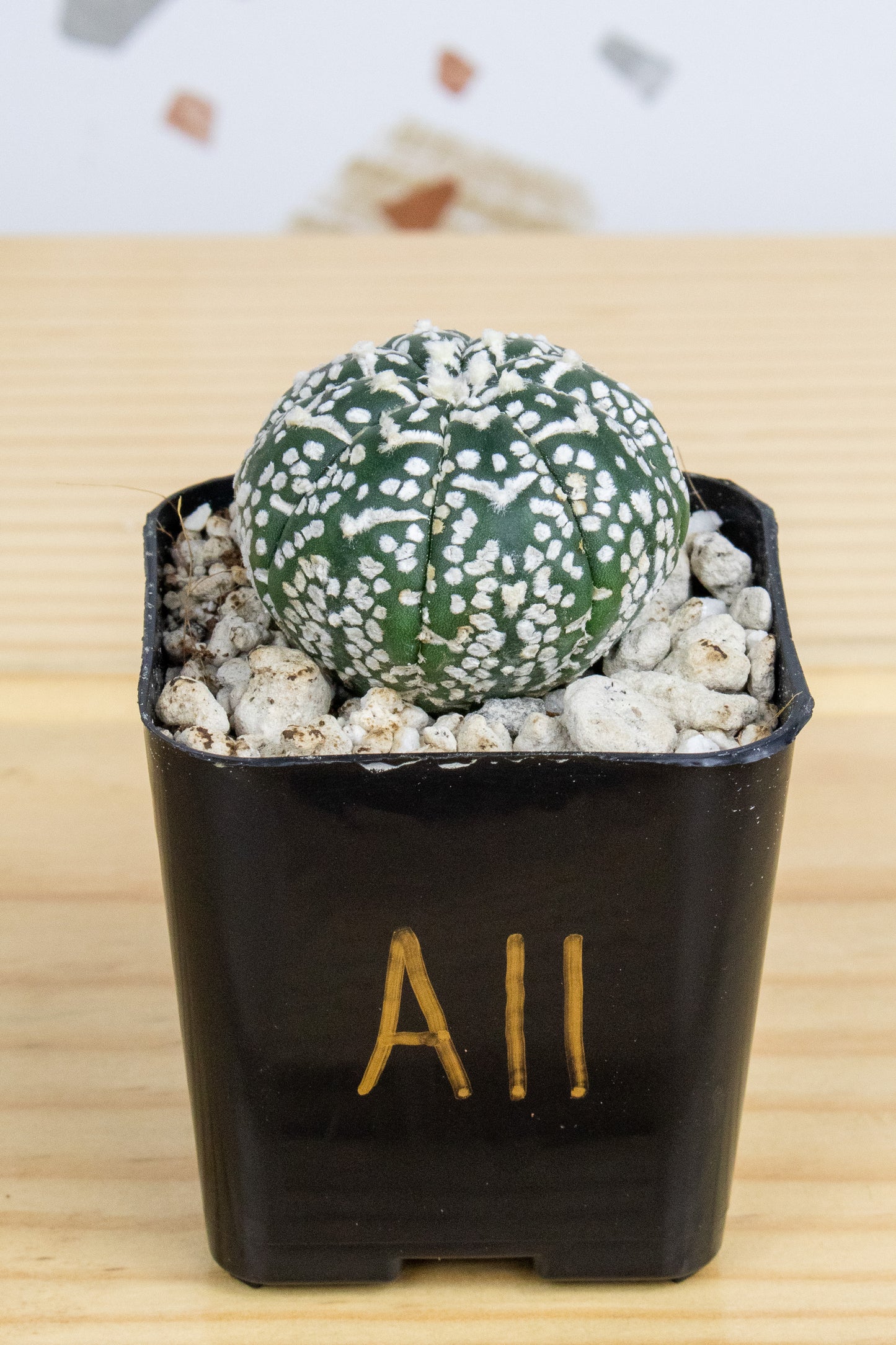 Astrophytum Asterias V-Type 'Super Kabuto'