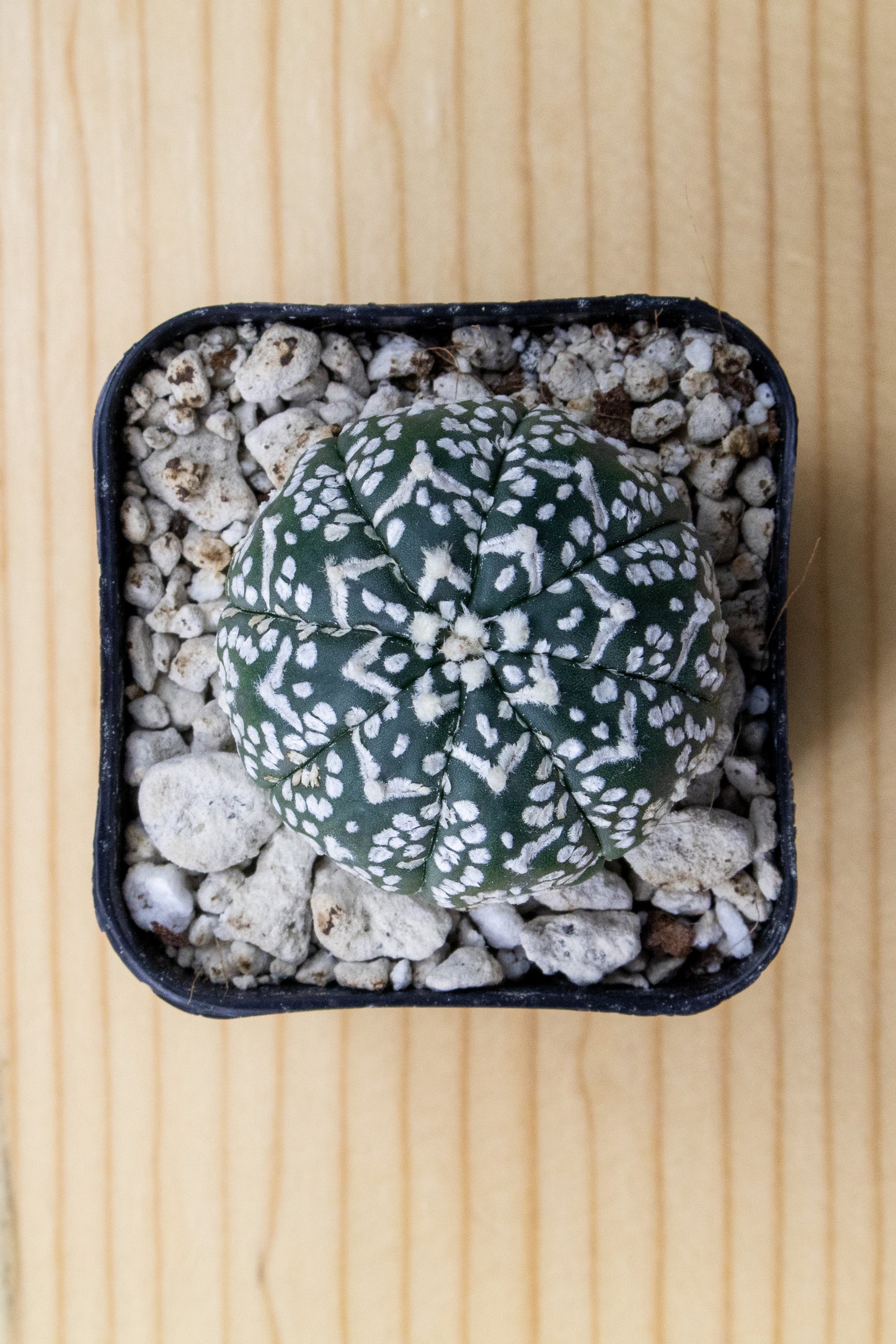 Astrophytum Asterias V-Type 'Super Kabuto'