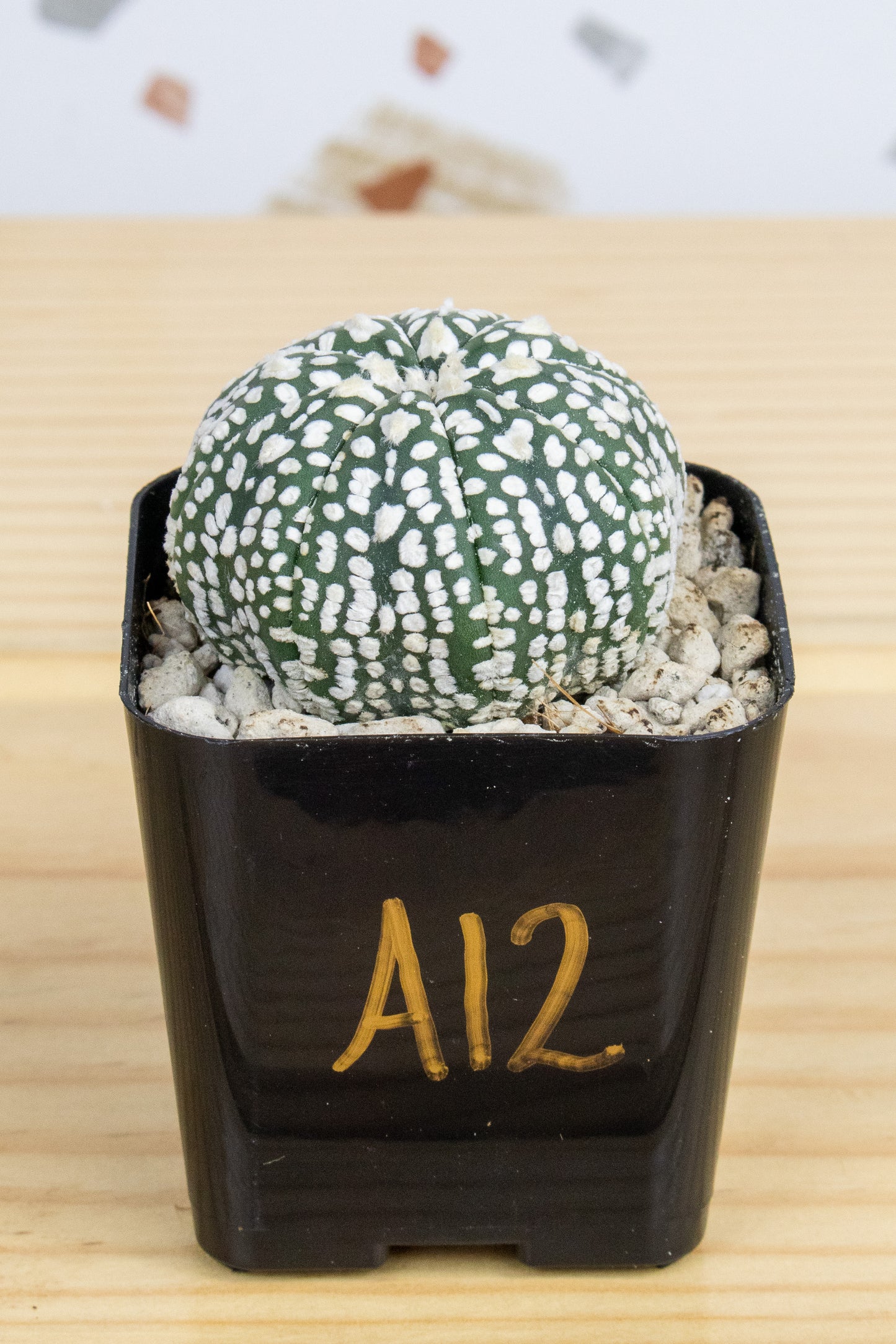 Astrophytum Asterias V-Type 'Super Kabuto'