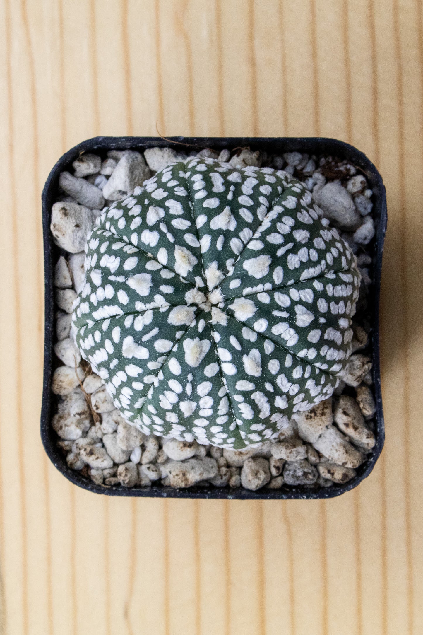 Astrophytum Asterias V-Type 'Super Kabuto'