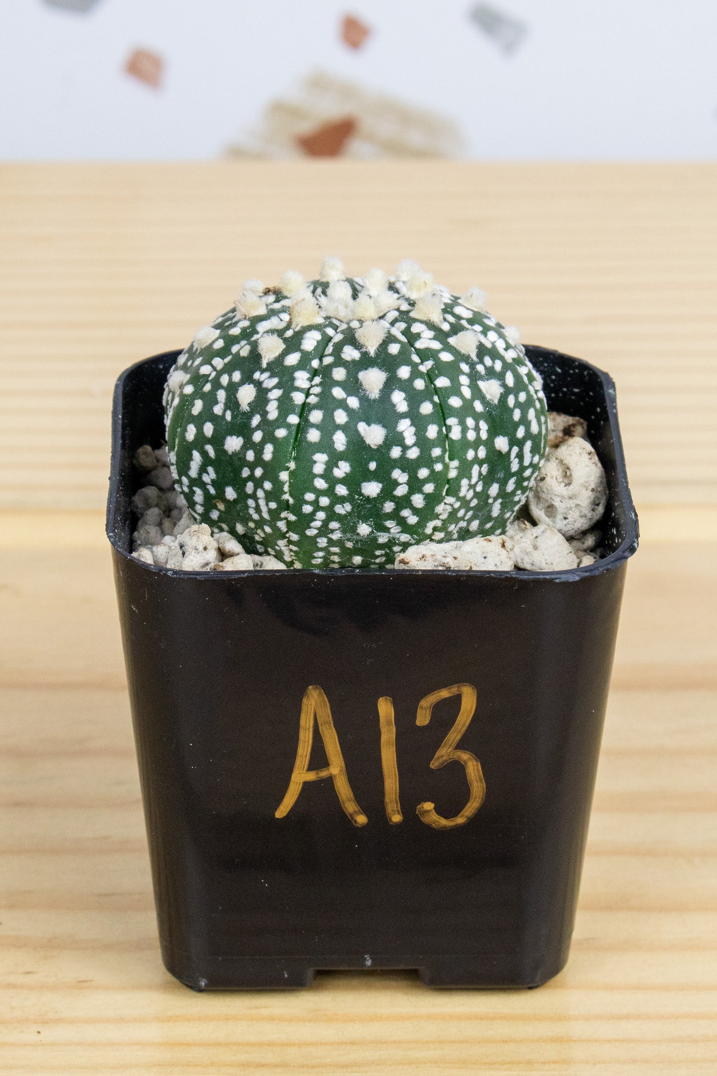 Astrophytum Asterias V-Type 'Super Kabuto'