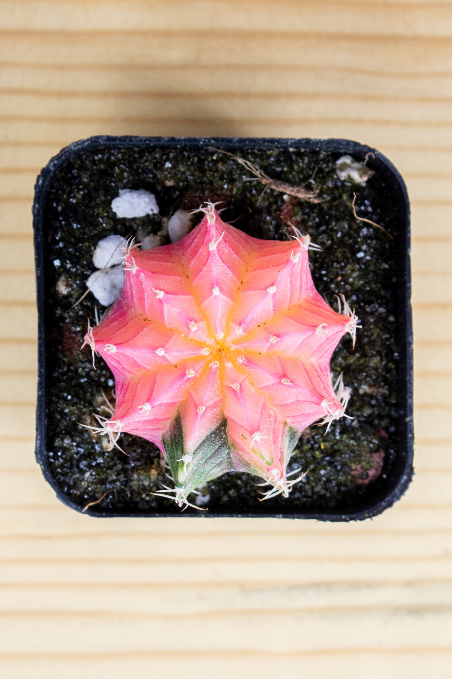 Gymnocalycium Mihanovichii Variegated 2 Inch