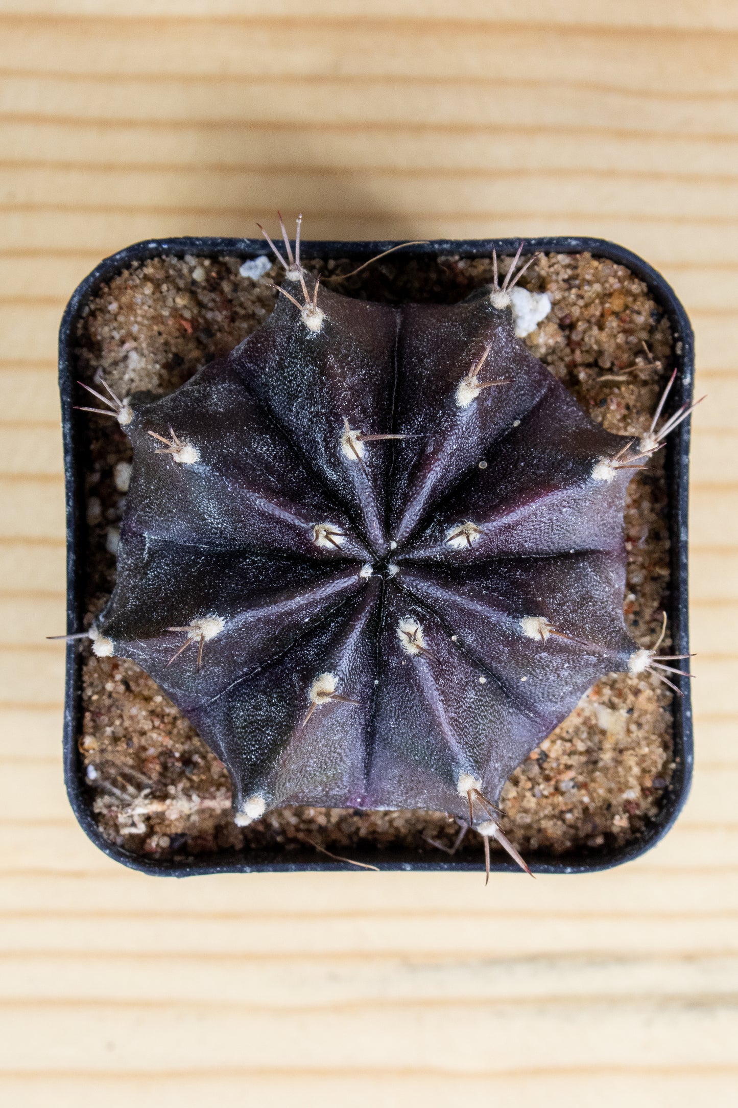 Gymnocalycium Mihanovichii 'Black Widow' 2 Inch