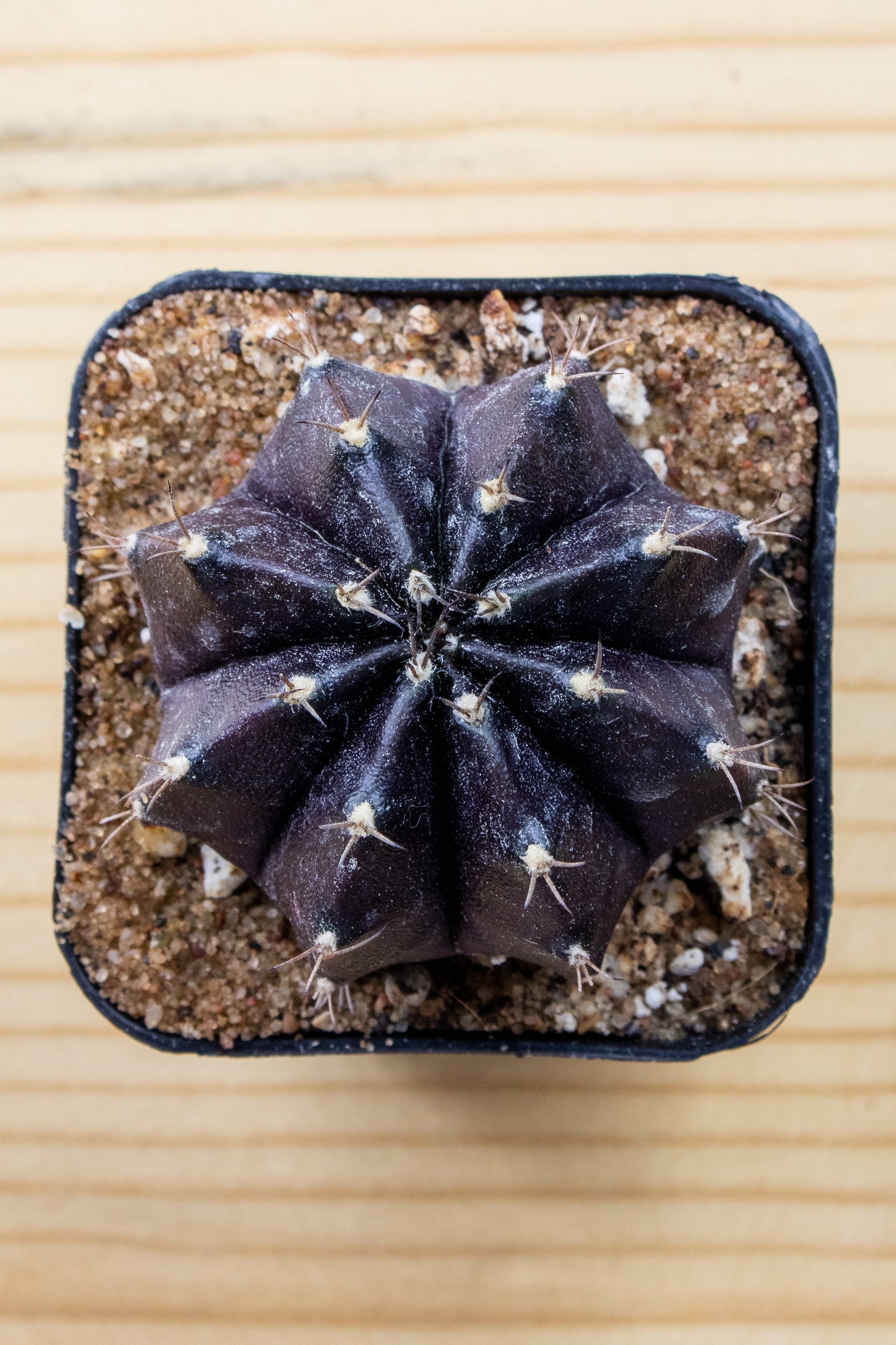 Gymnocalycium Mihanovichii 'Black Widow' 2 Inch