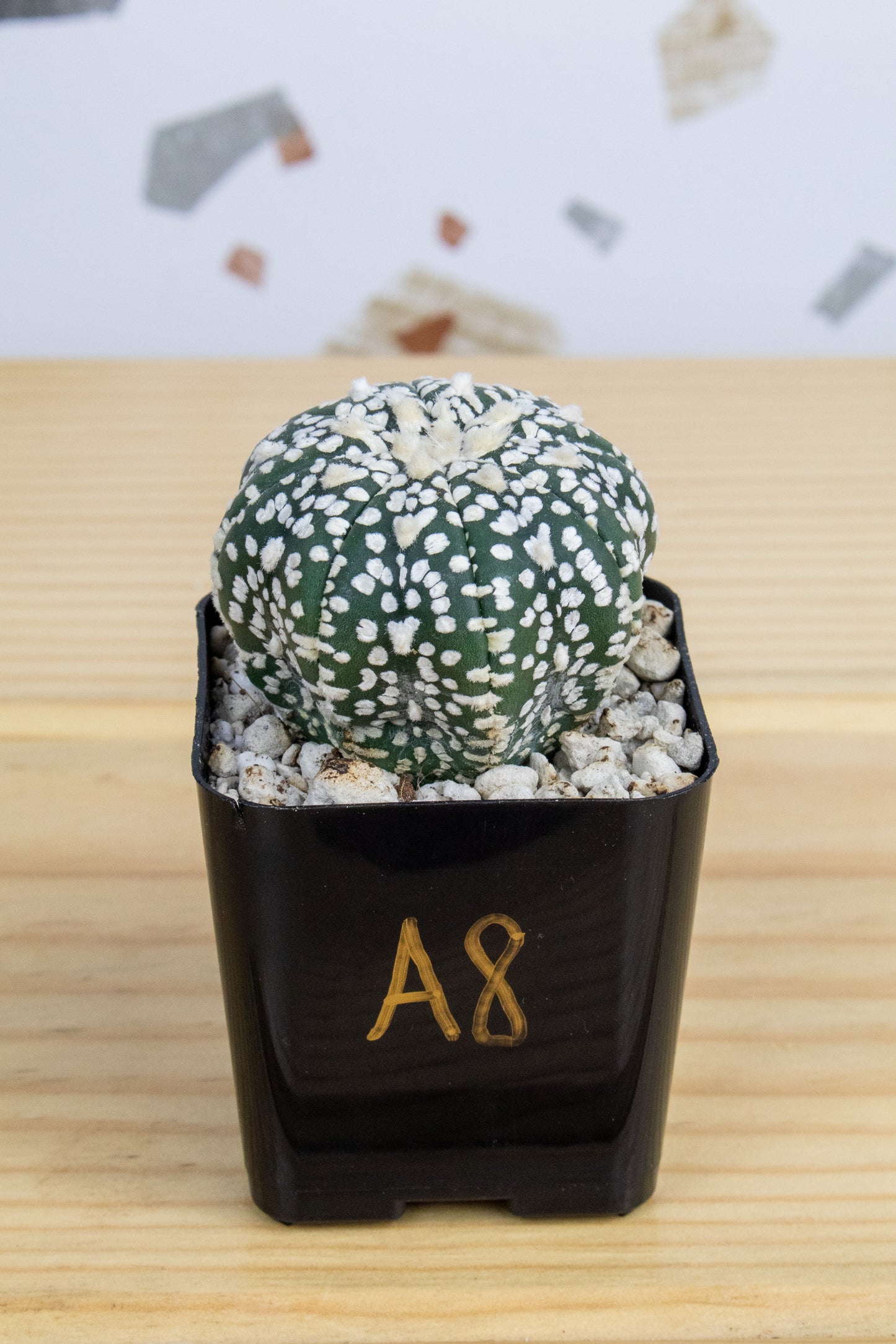 Astrophytum Asterias V-Type 'Super Kabuto'