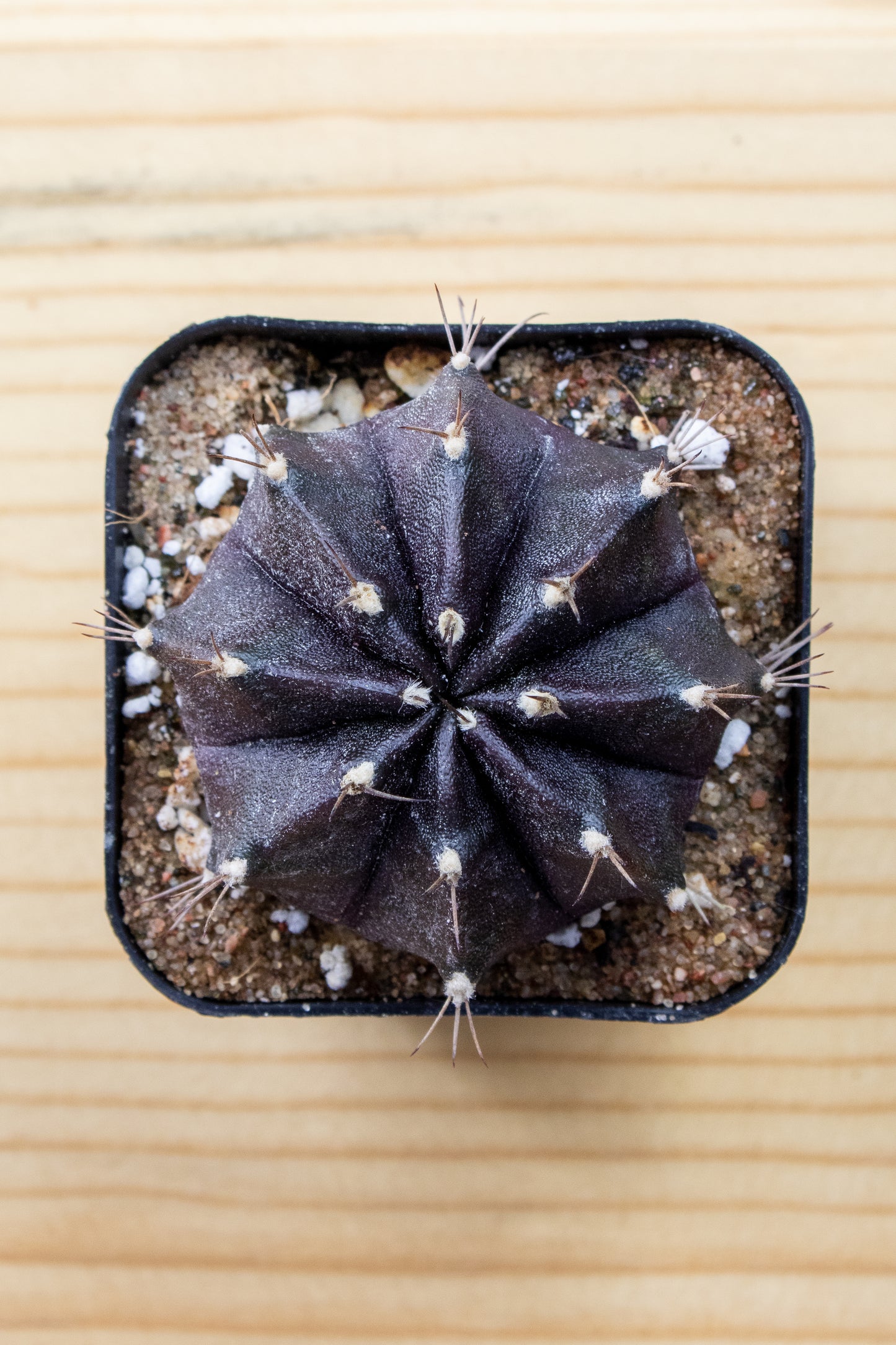 Gymnocalycium Mihanovichii 'Black Widow' 2 Inch