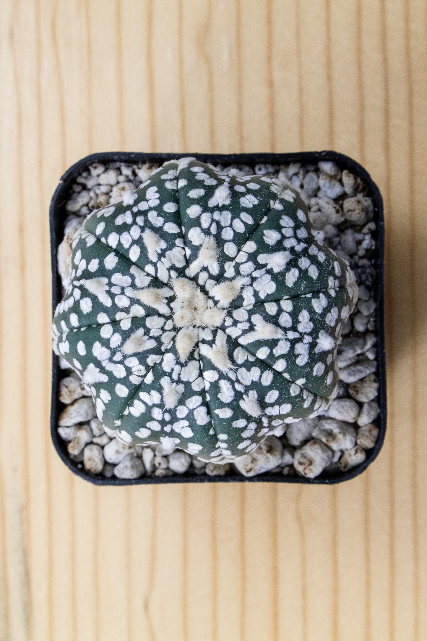 Astrophytum Asterias V-Type 'Super Kabuto'