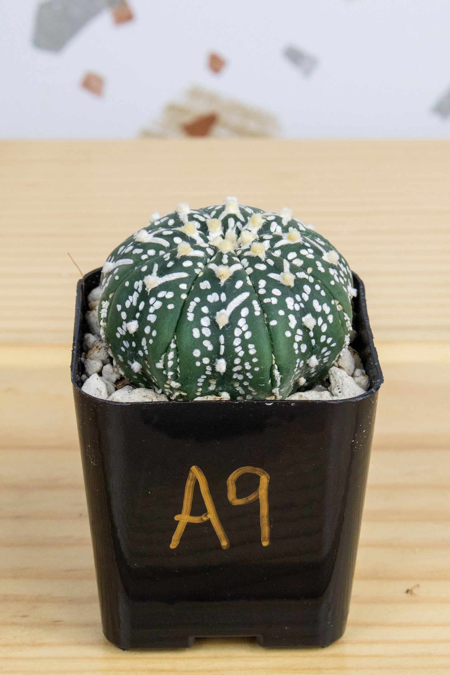 Astrophytum Asterias V-Type 'Super Kabuto'