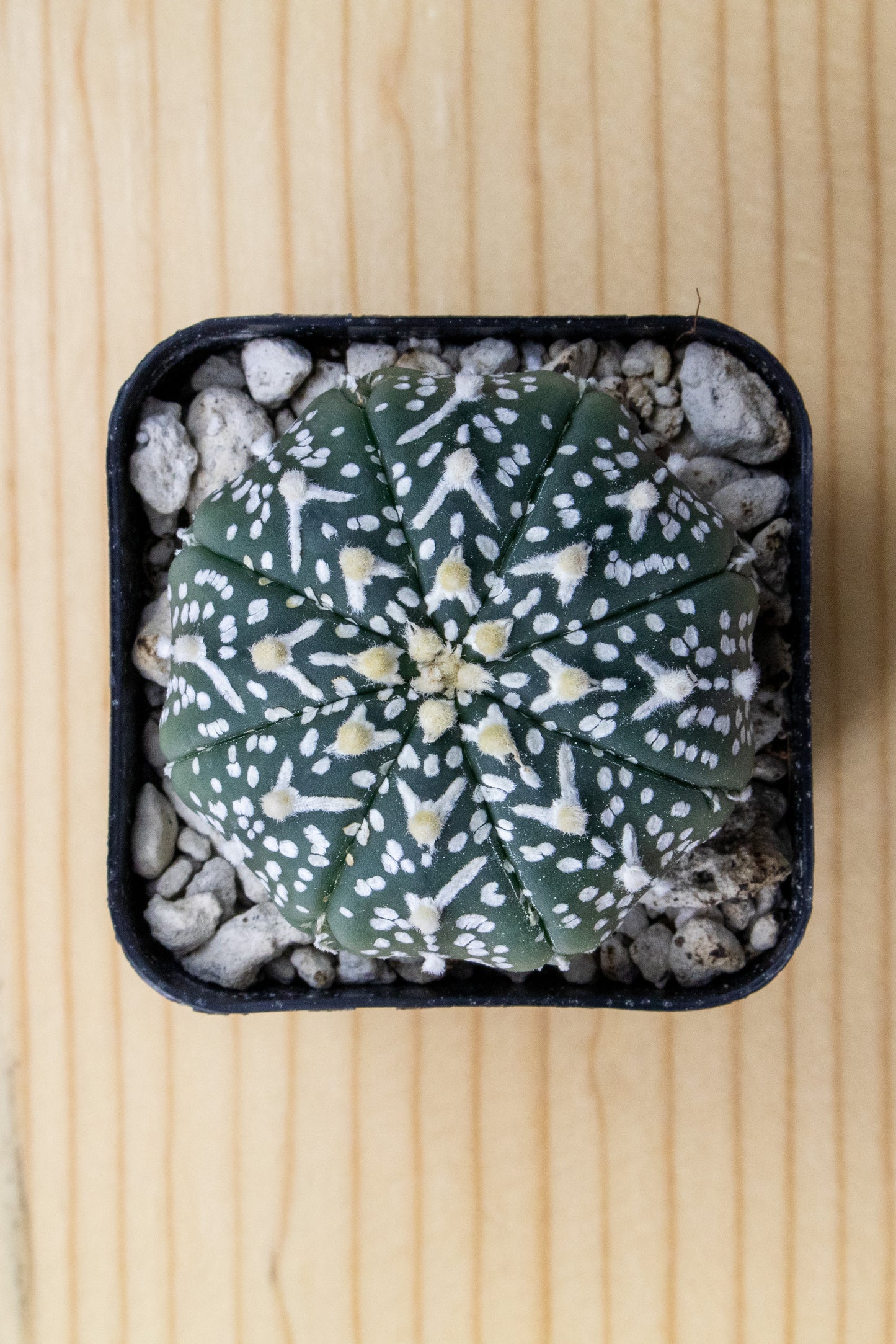 Astrophytum Asterias V-Type 'Super Kabuto'