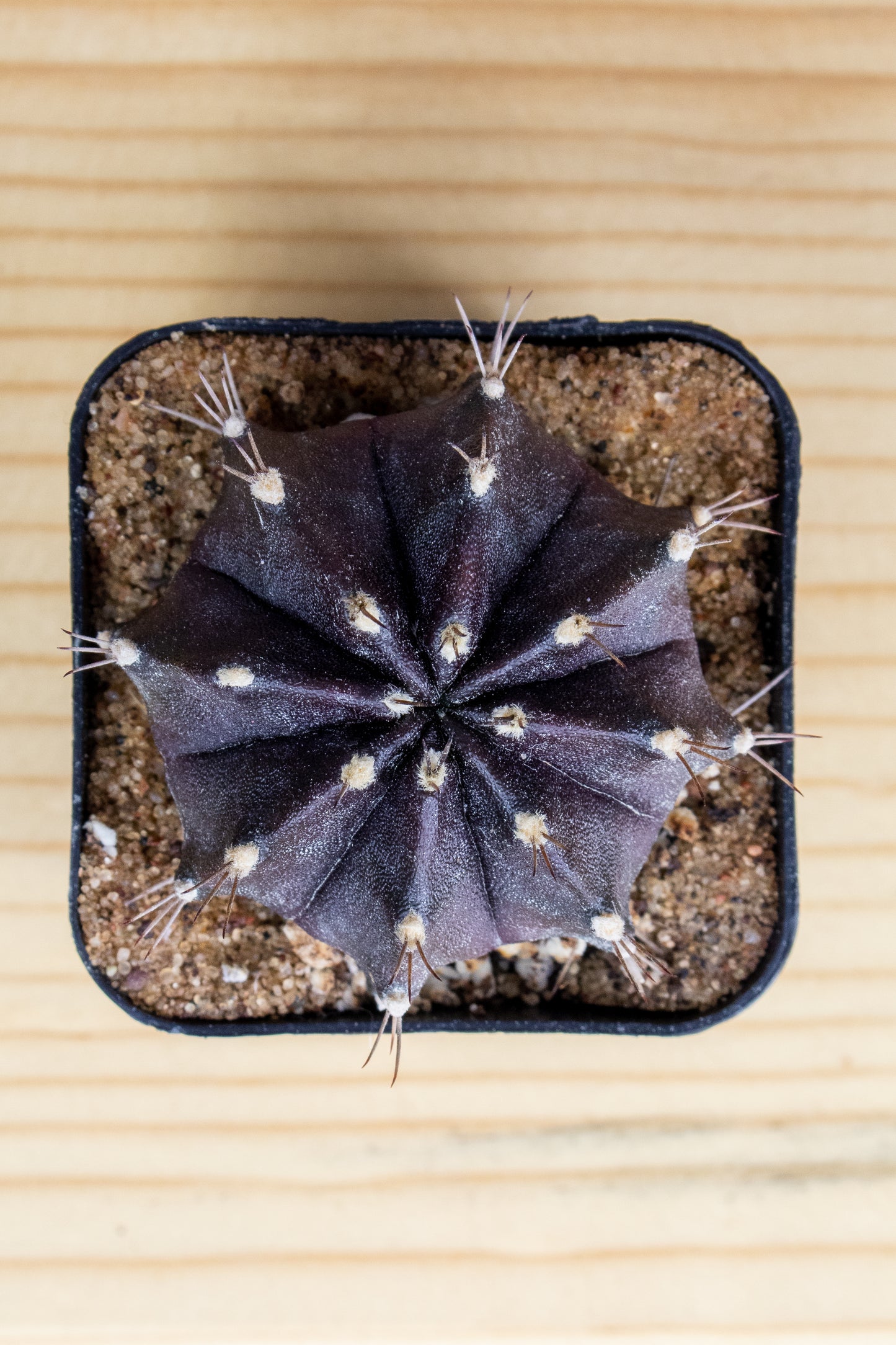 Gymnocalycium Mihanovichii 'Black Widow' 2 Inch