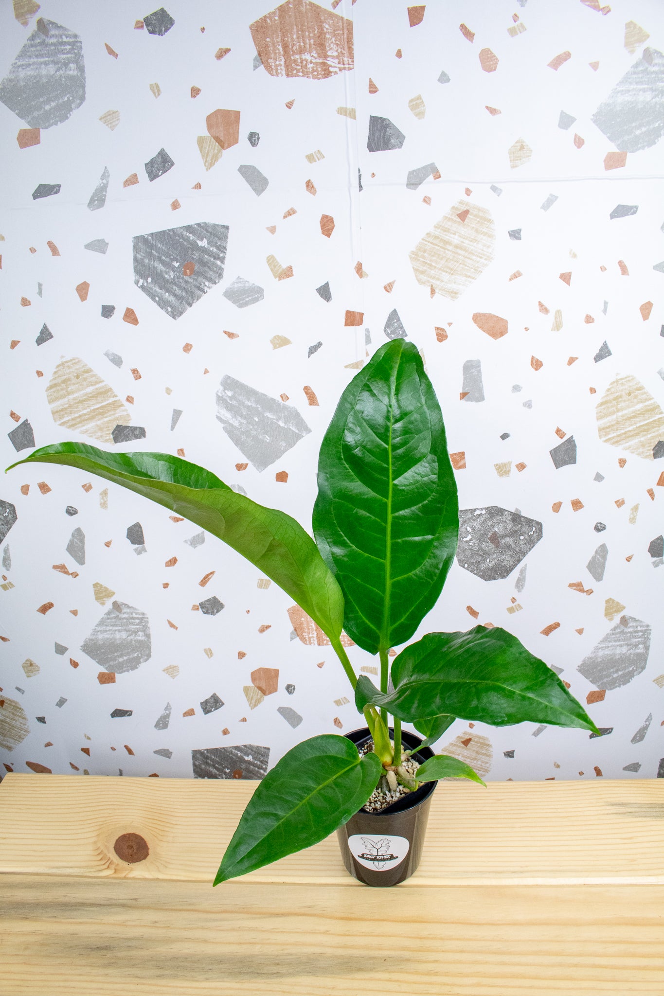 renaissance anthurium Anthurium Renaissance (Green) *Grower’s Choice