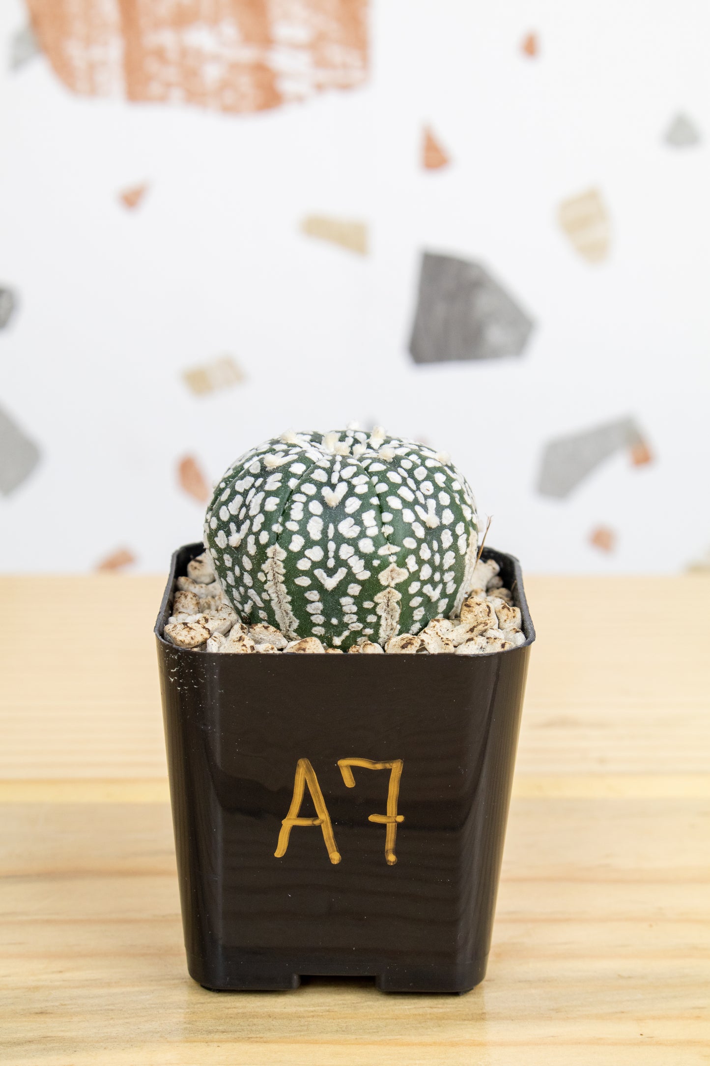 Astrophytum Asterias V-Type 'Super Kabuto'