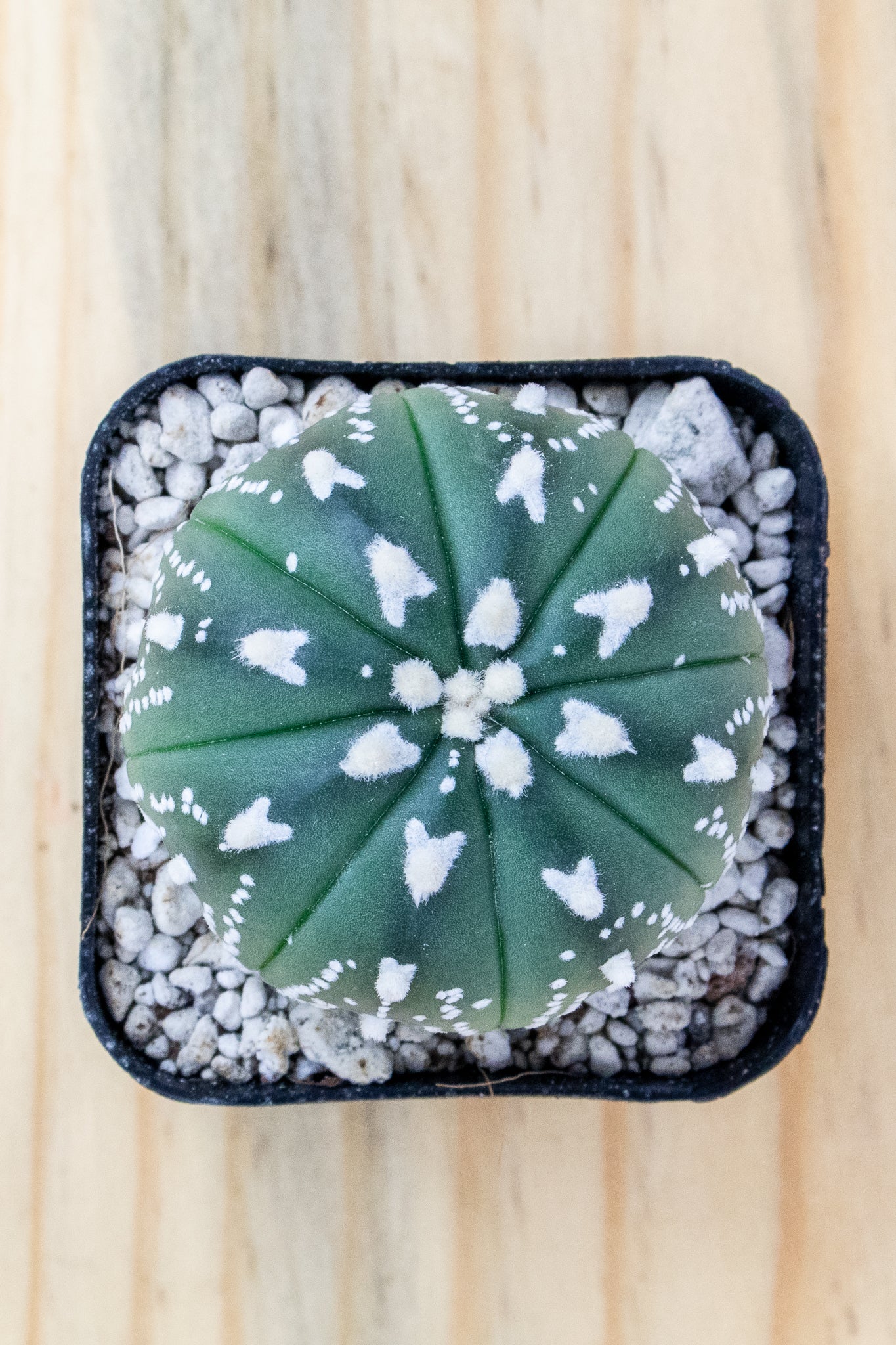 Astrophytum Asterias V-Type 'Super Kabuto'