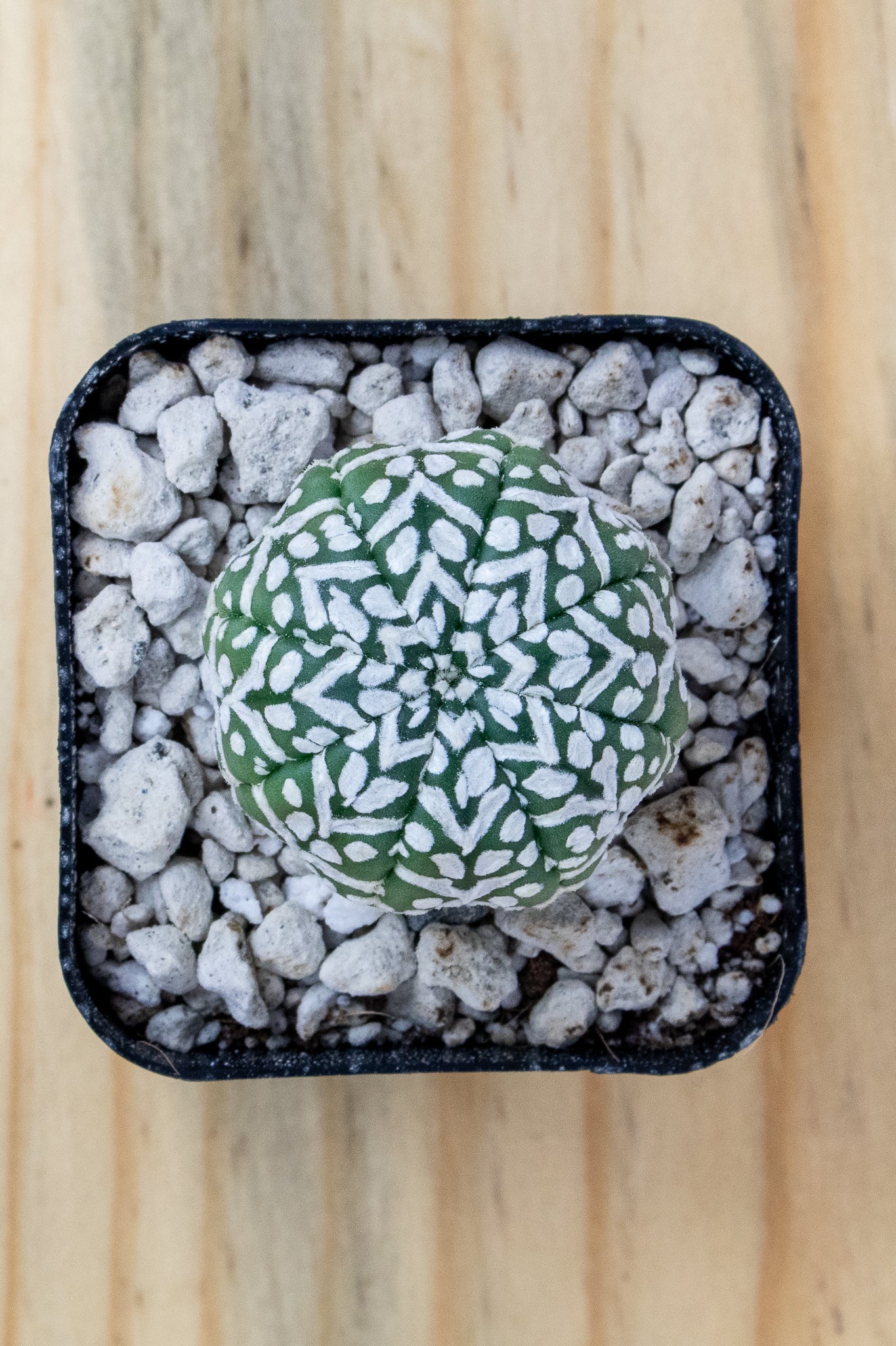 Astrophytum Asterias V-Type 'Super Kabuto'