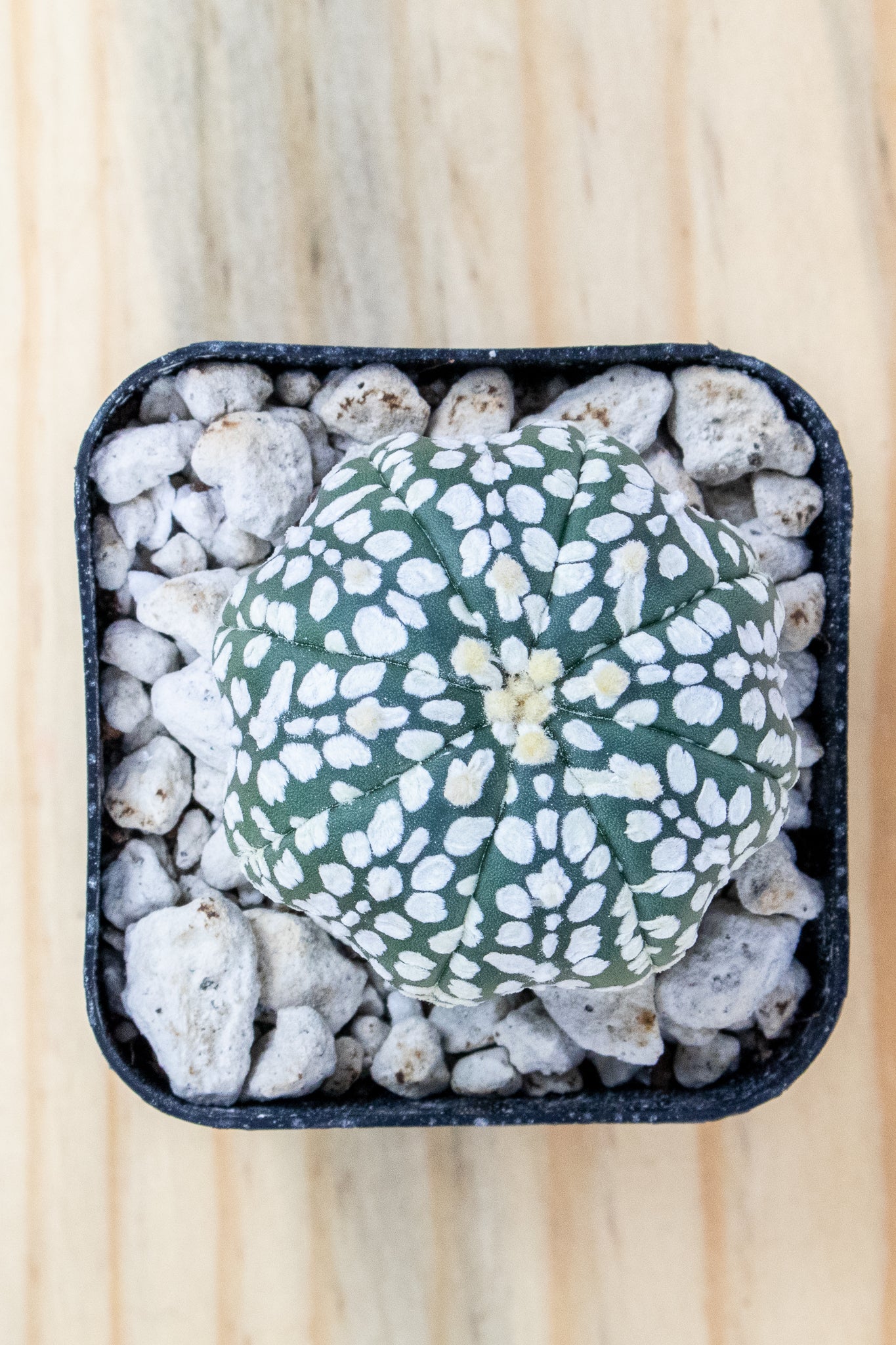 Astrophytum Asterias V-Type 'Super Kabuto'