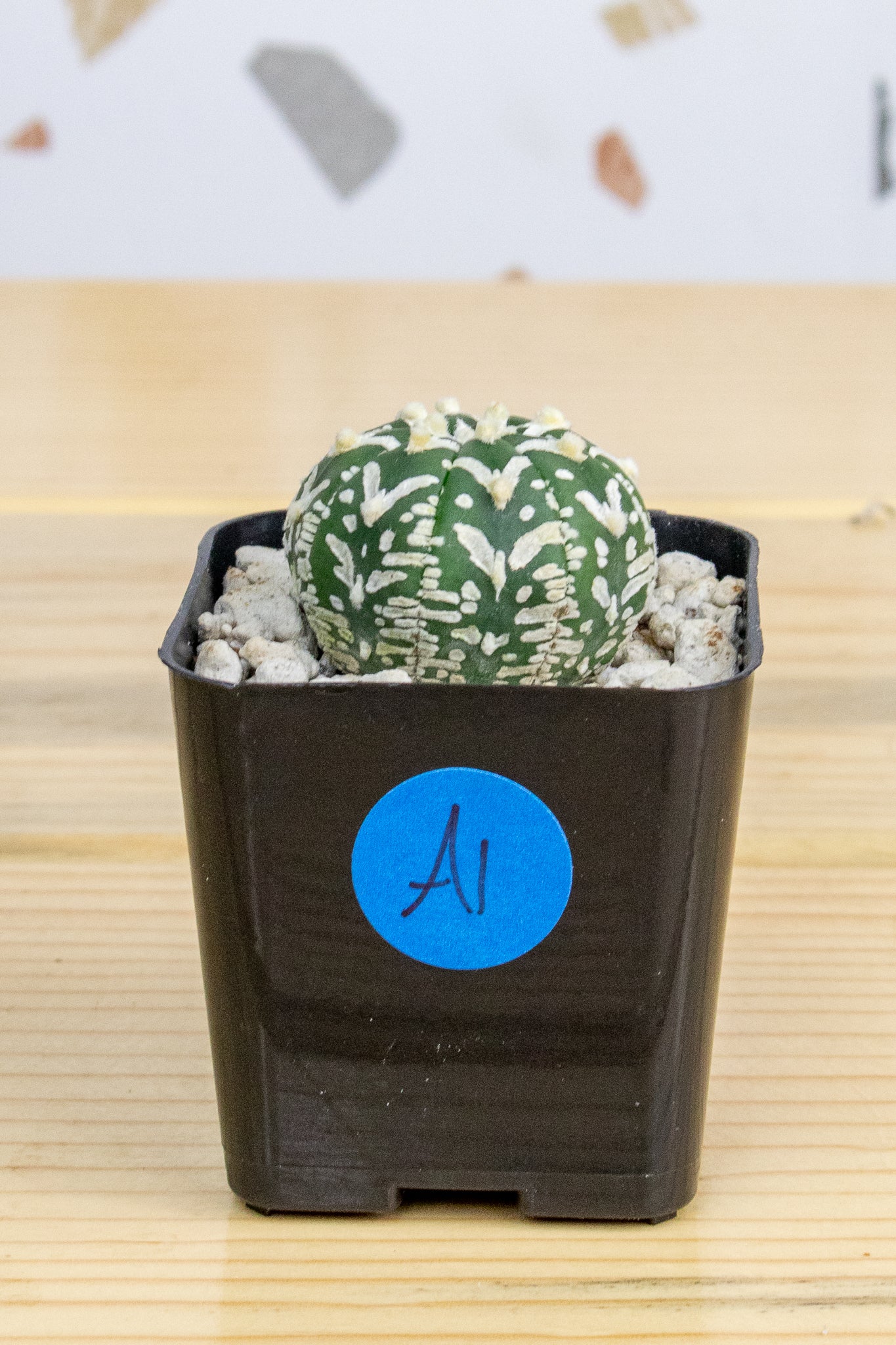 Astrophytum Asterias V-Type 'Super Kabuto'