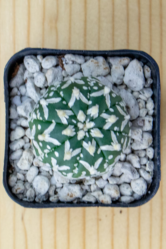 Astrophytum Asterias V-Type 'Super Kabuto'