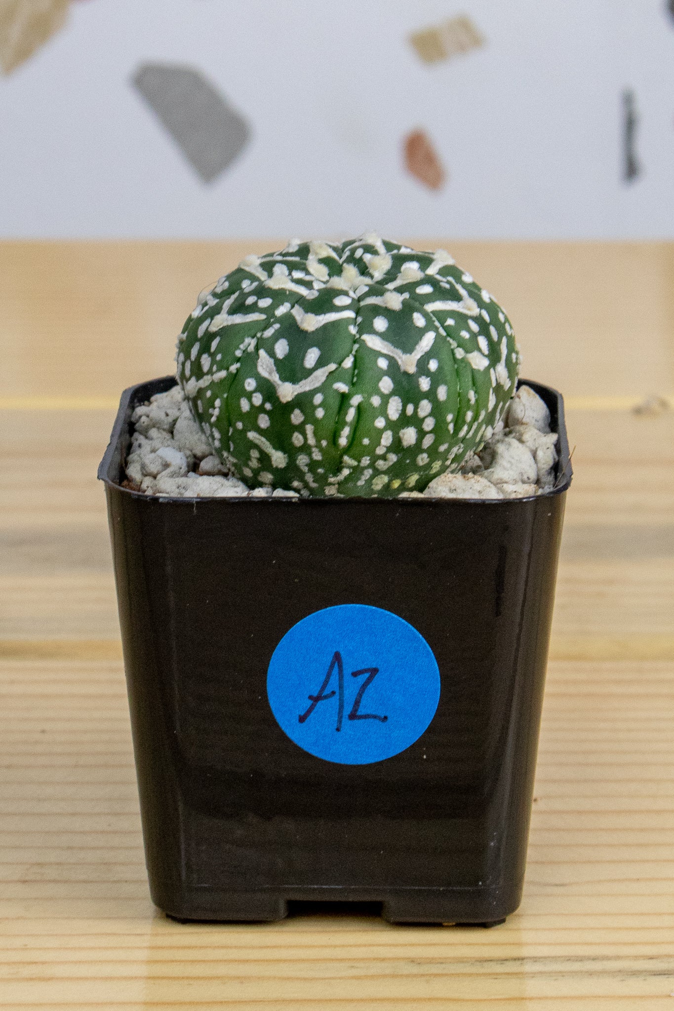 Astrophytum Asterias V-Type 'Super Kabuto'