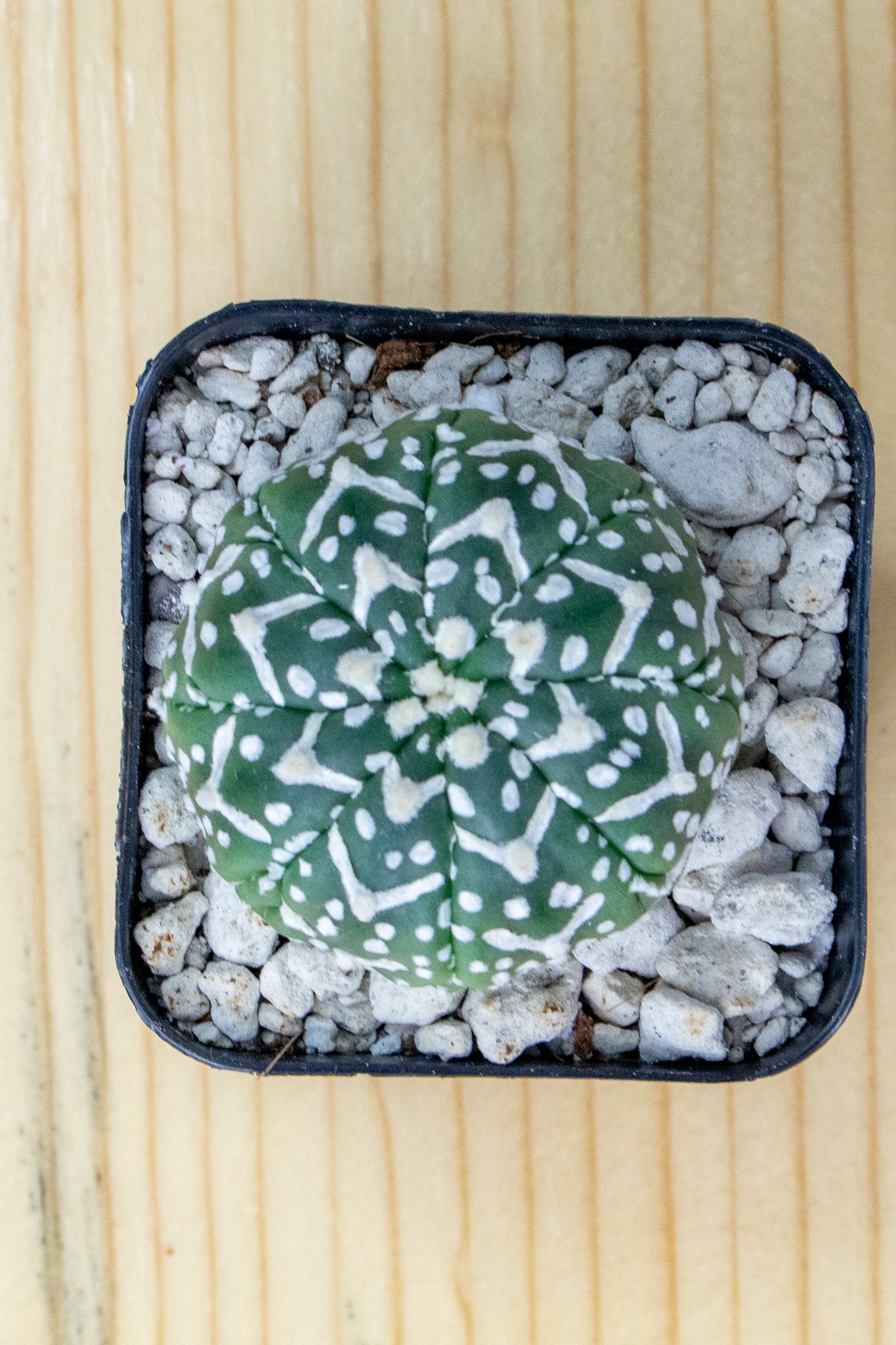 Astrophytum Asterias V-Type 'Super Kabuto'