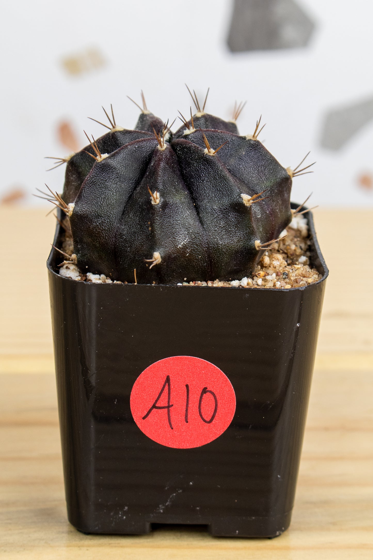 Gymnocalycium Mihanovichii 'Black Widow' 2 Inch