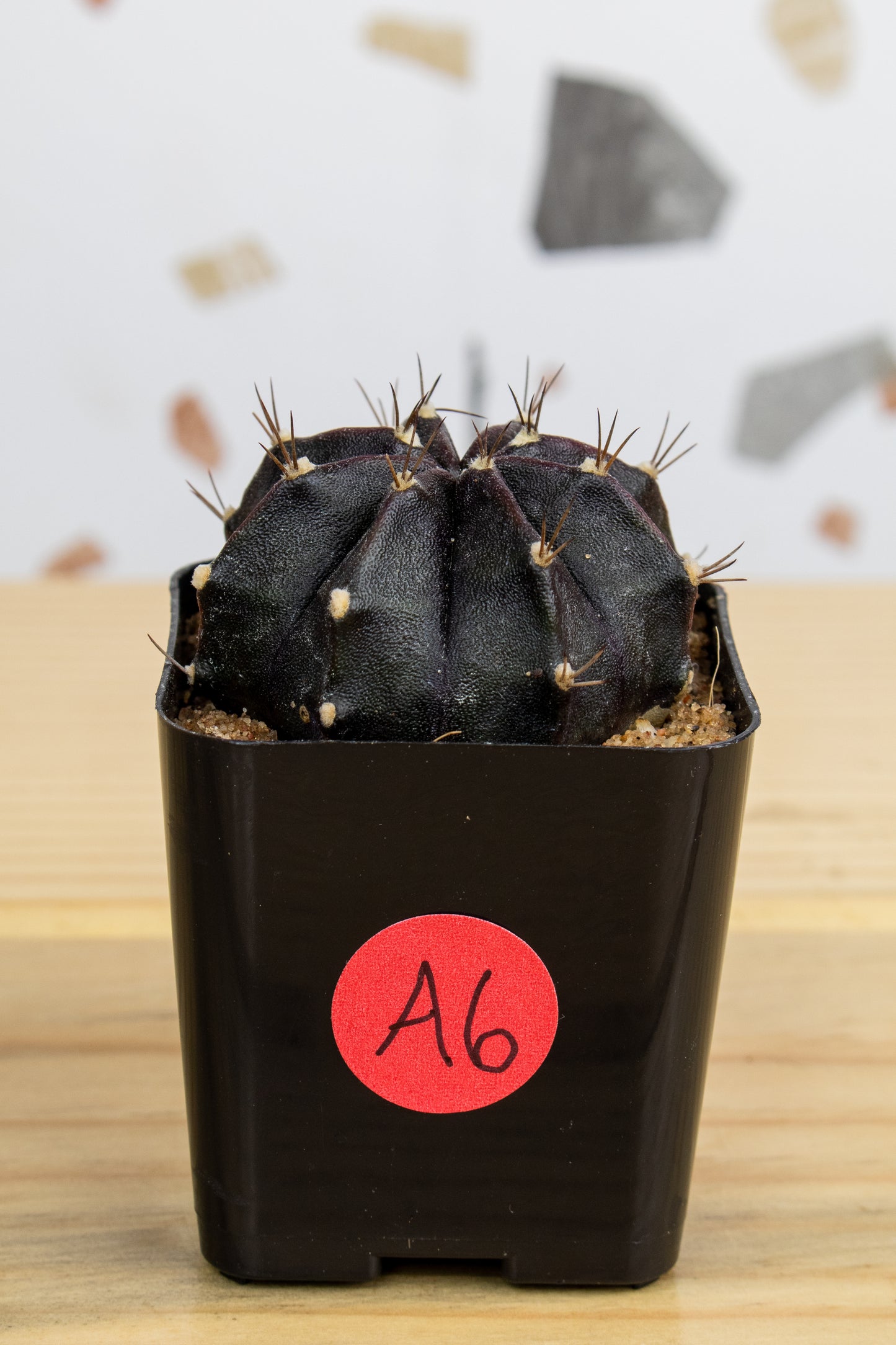 Gymnocalycium Mihanovichii 'Black Widow' 2 Inch
