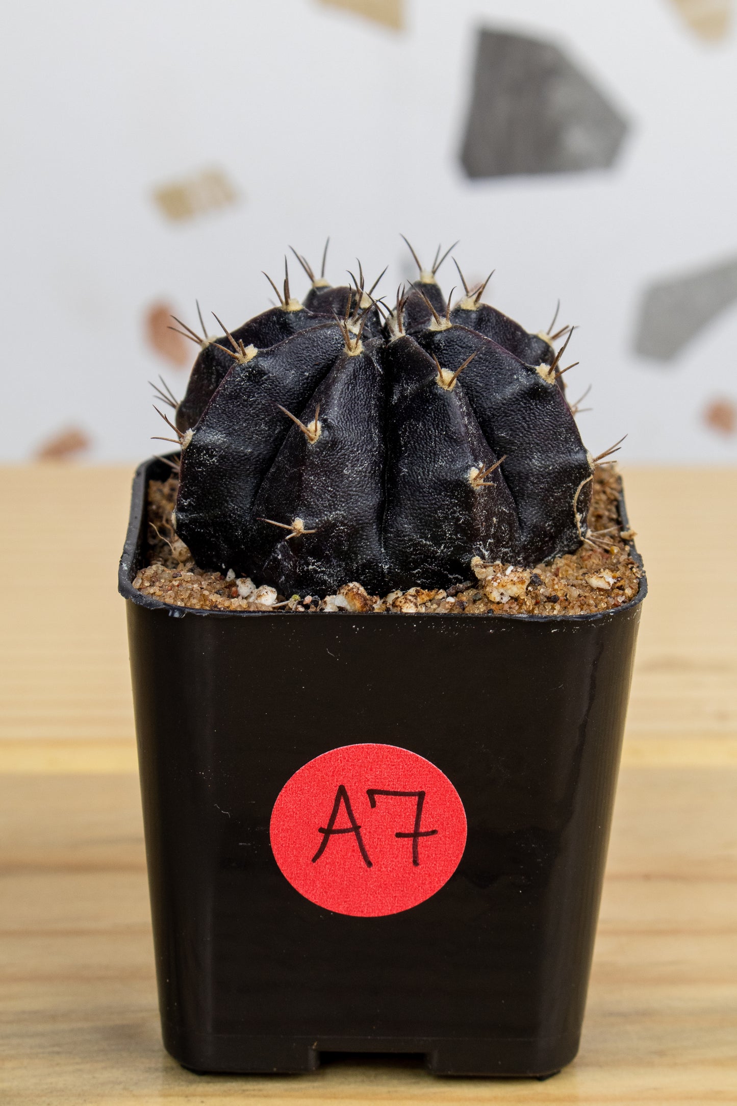 Gymnocalycium Mihanovichii 'Black Widow' 2 Inch