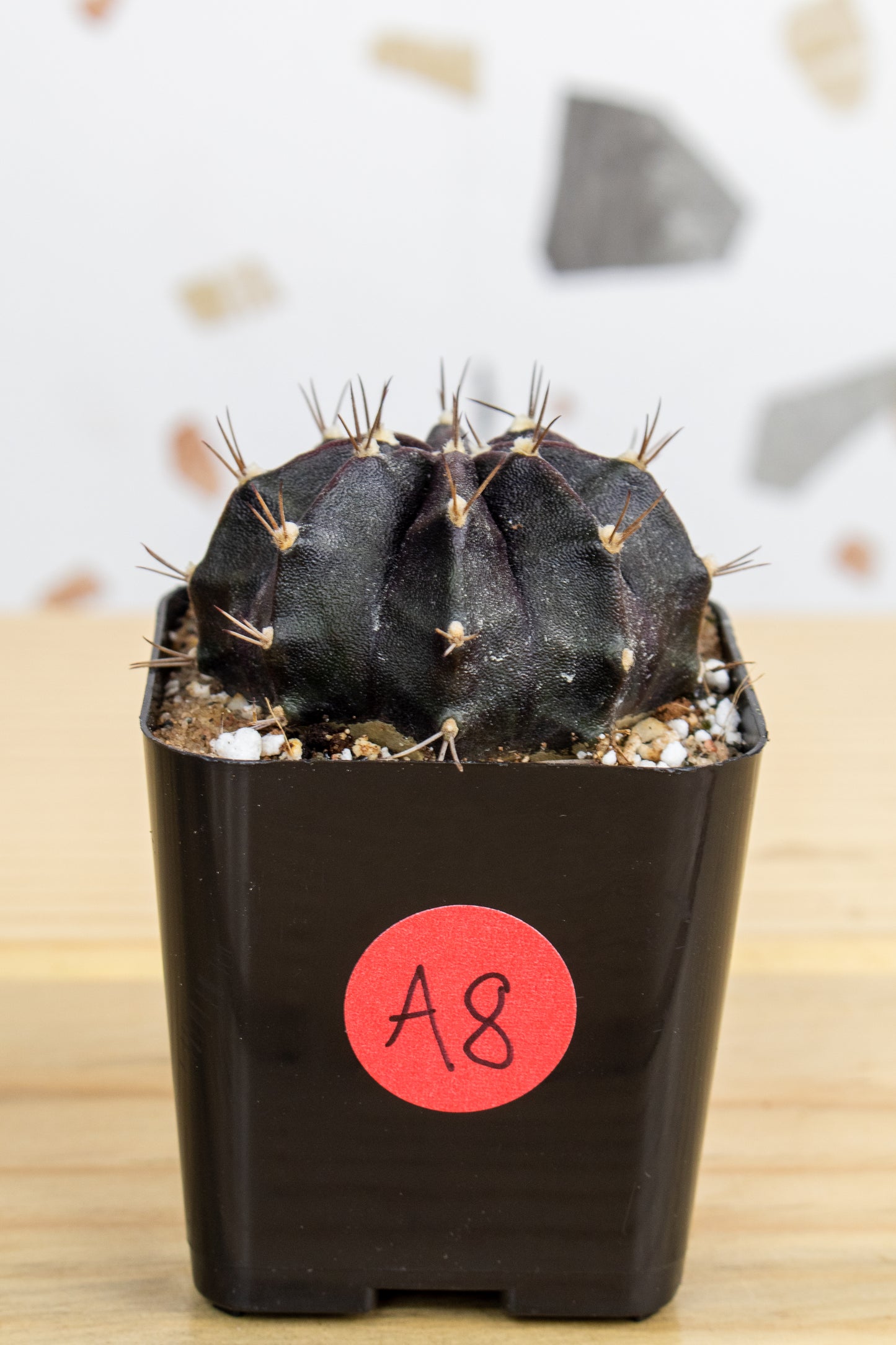 Gymnocalycium Mihanovichii 'Black Widow' 2 Inch
