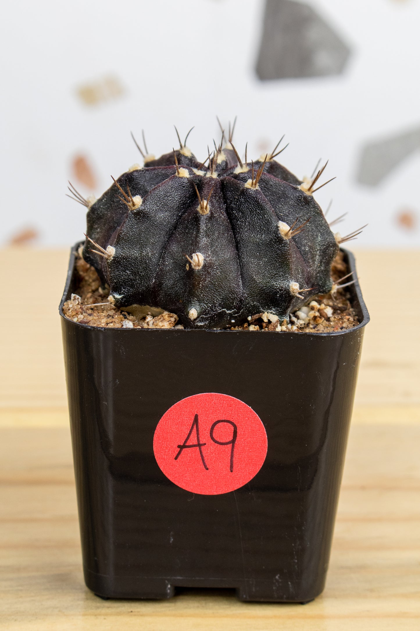 Gymnocalycium Mihanovichii 'Black Widow' 2 Inch