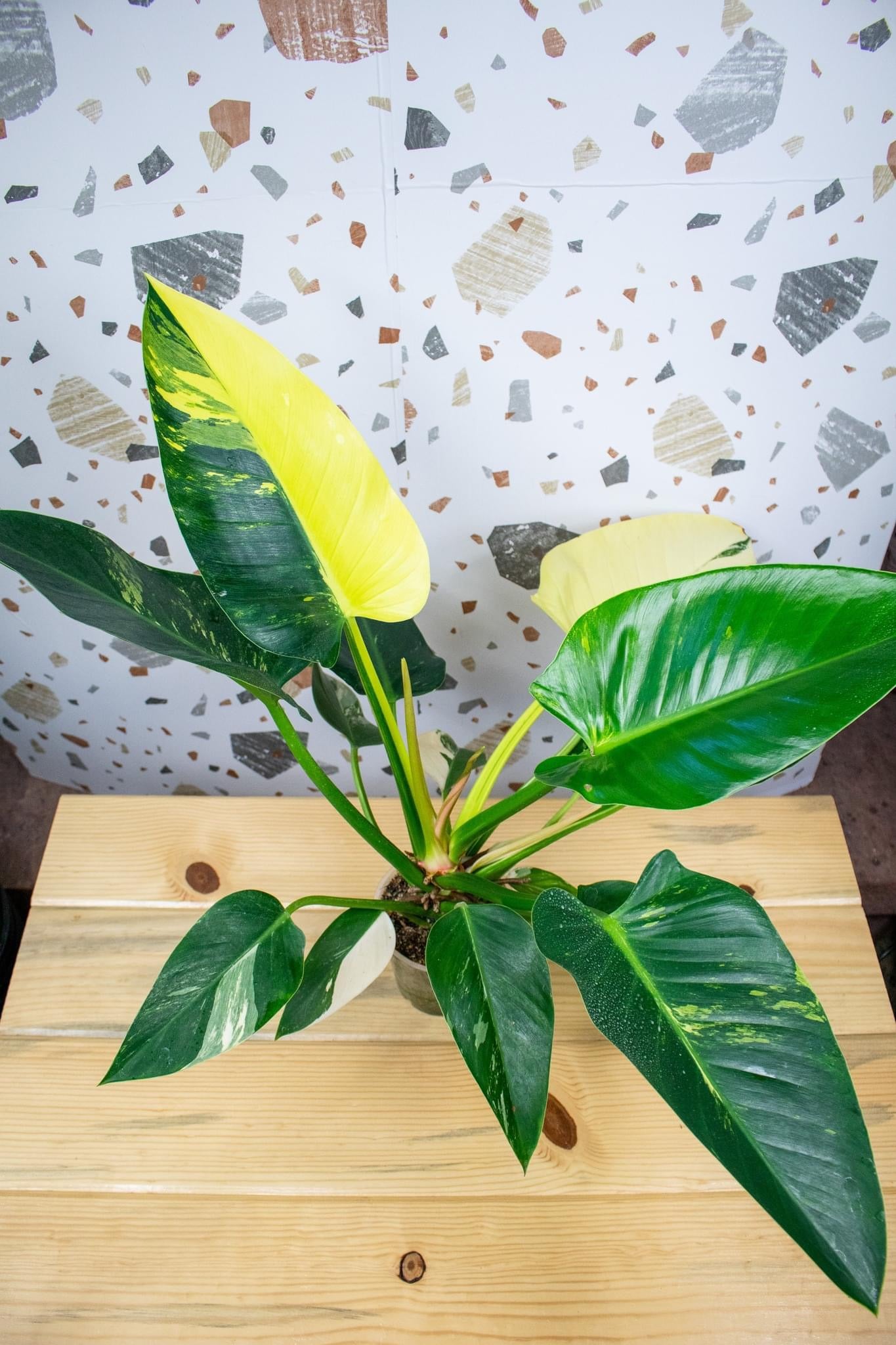 philodendron imperial green variegata Philodendron Green Congo Variegated – East River Plant Company