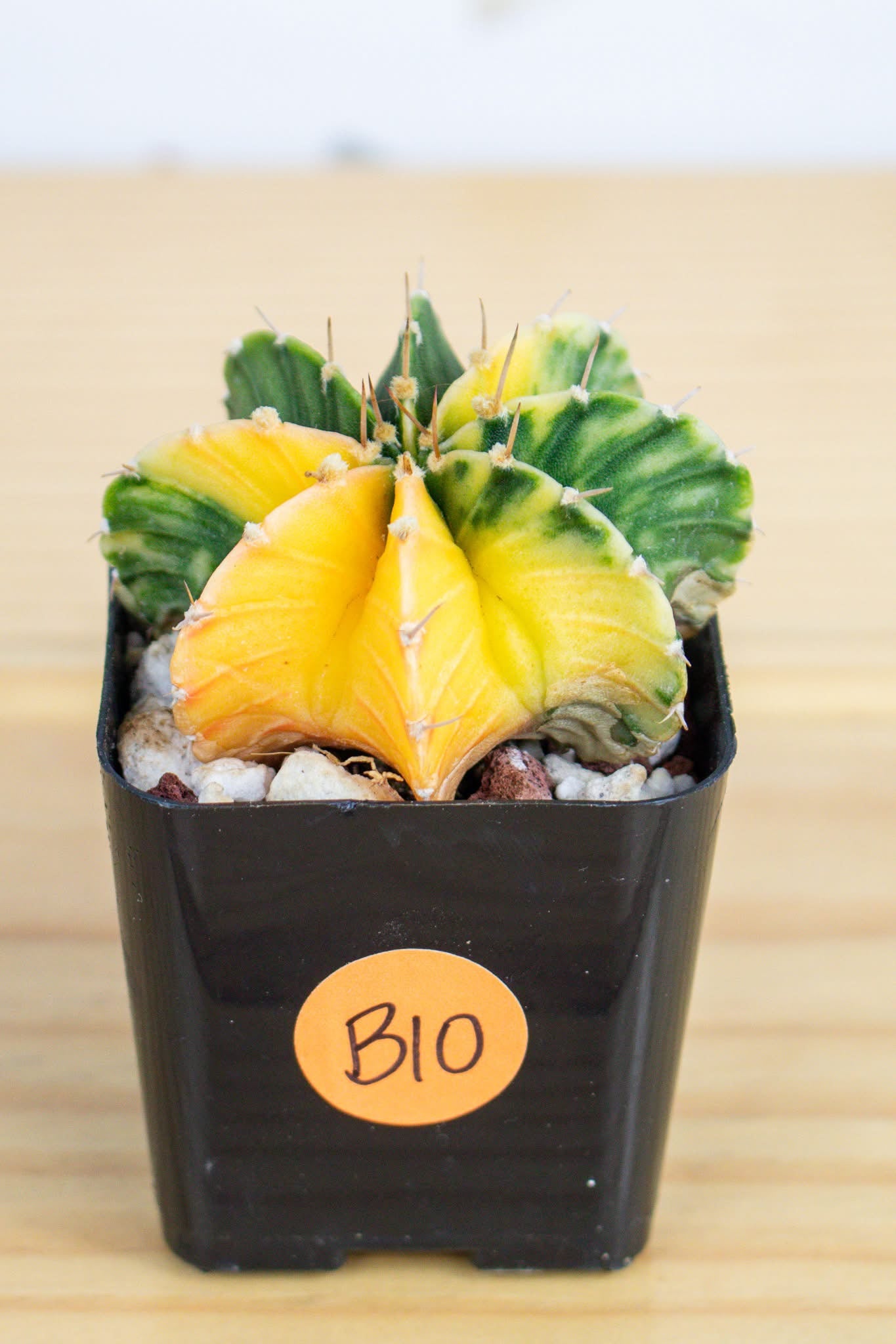 Gymnocalycium Mihanovichii Variegated 2 Inch