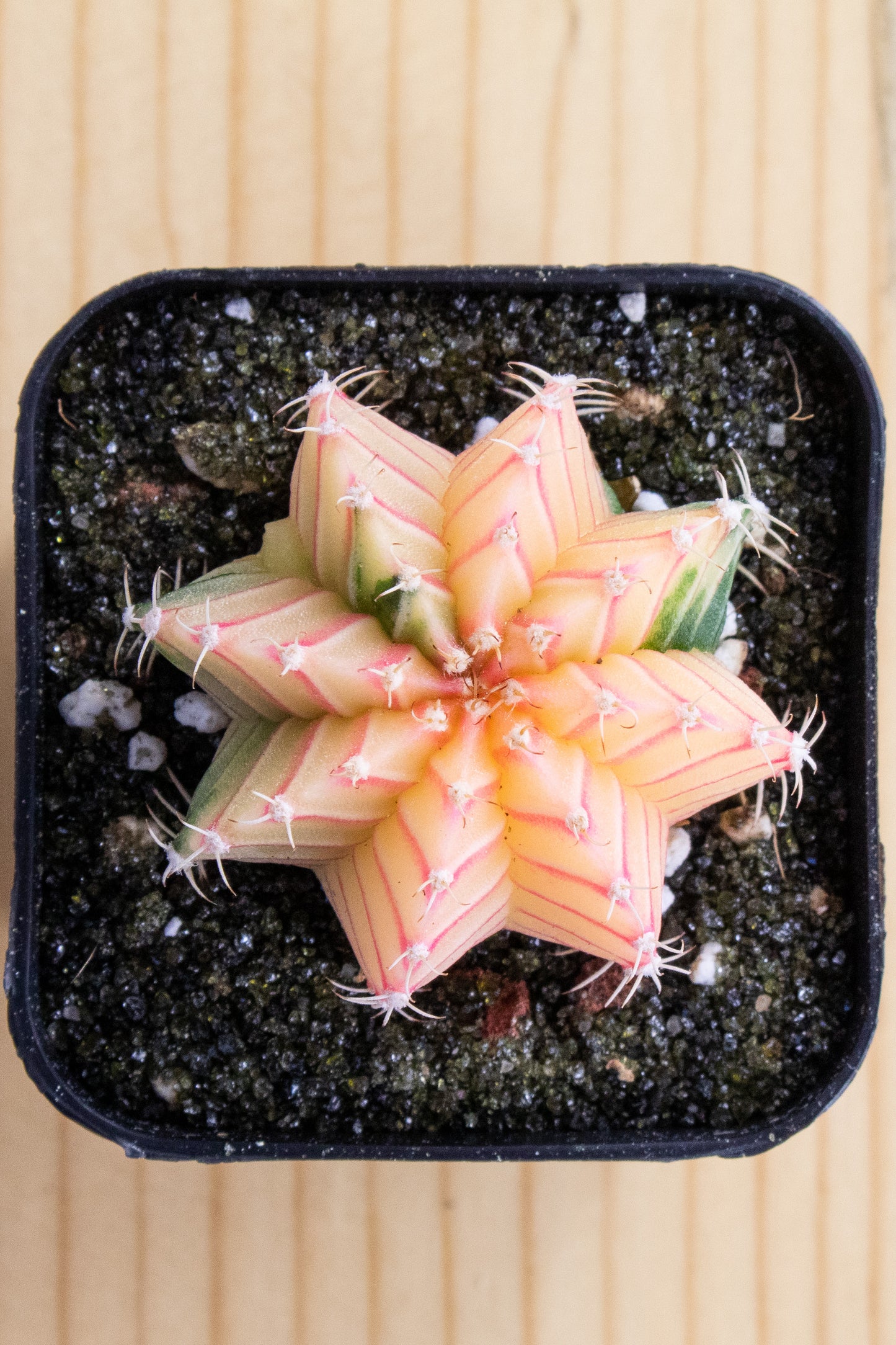 Gymnocalycium Mihanovichii Variegated 2 Inch