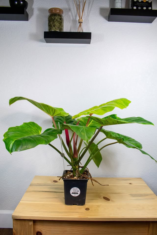 Philodendron Jungle Fever H2
