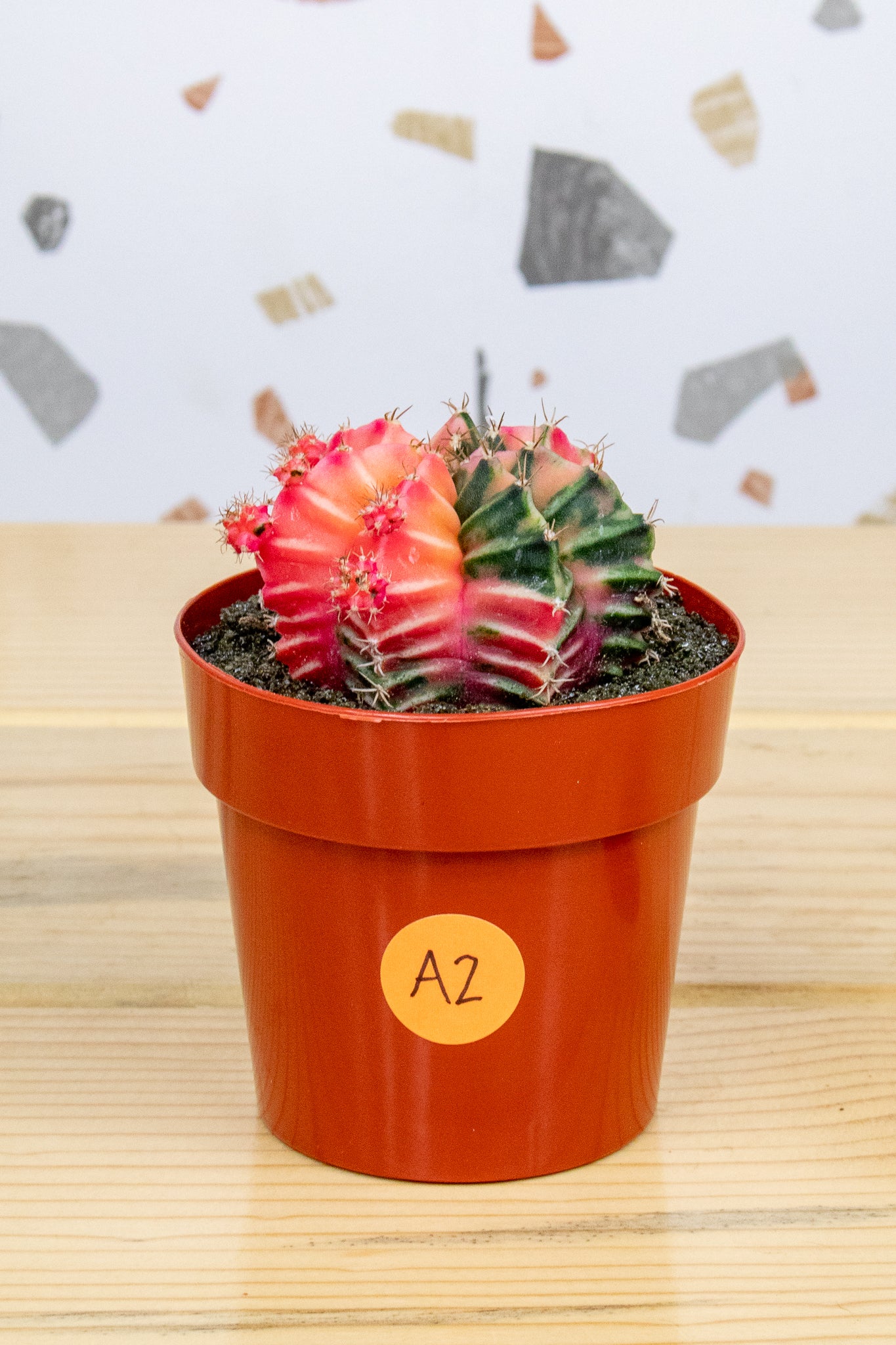 Gymnocalycium Mihanovichii Variegated 3 inch