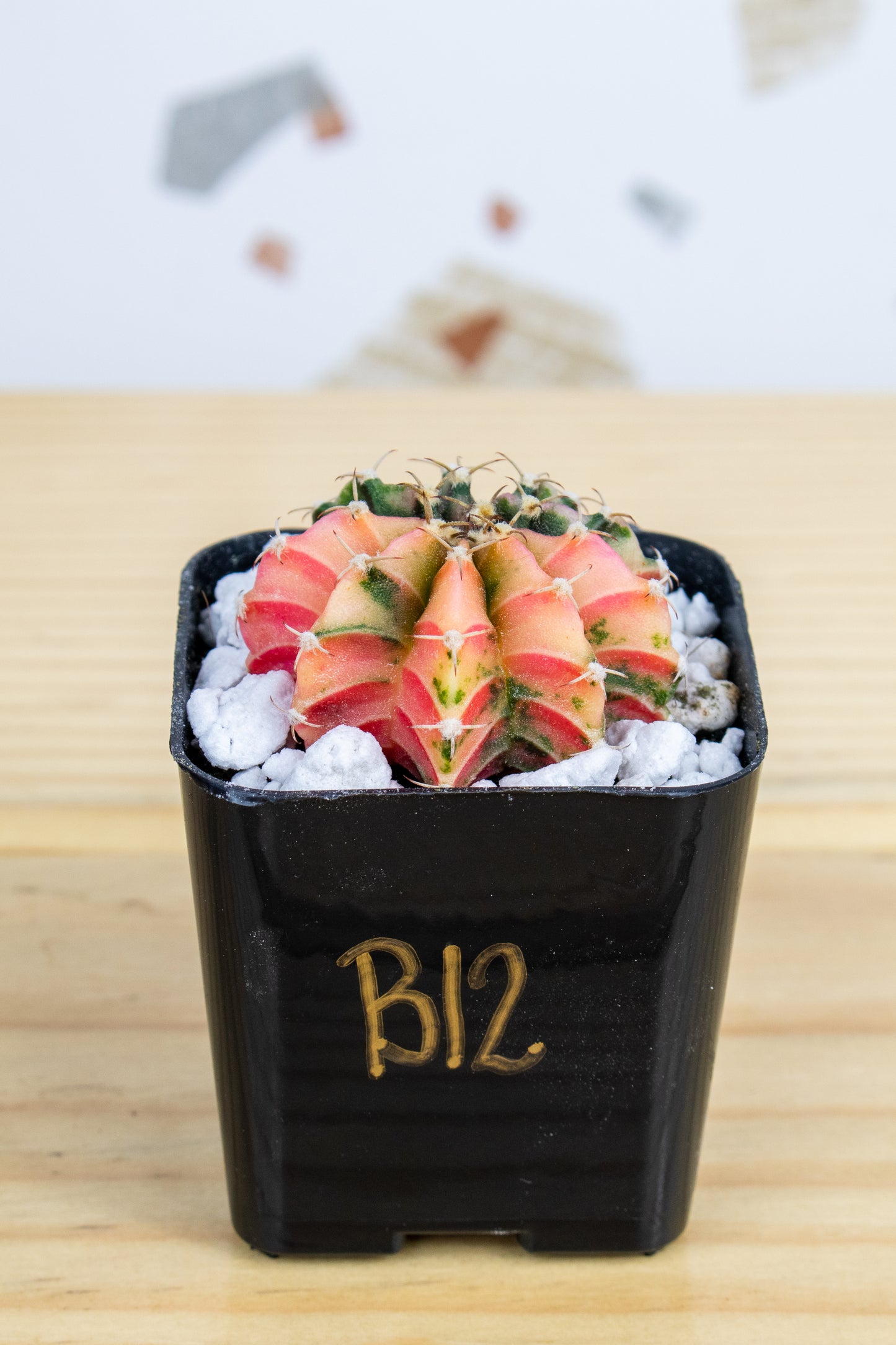 Gymnocalycium Mihanovichii Variegated 2 Inch