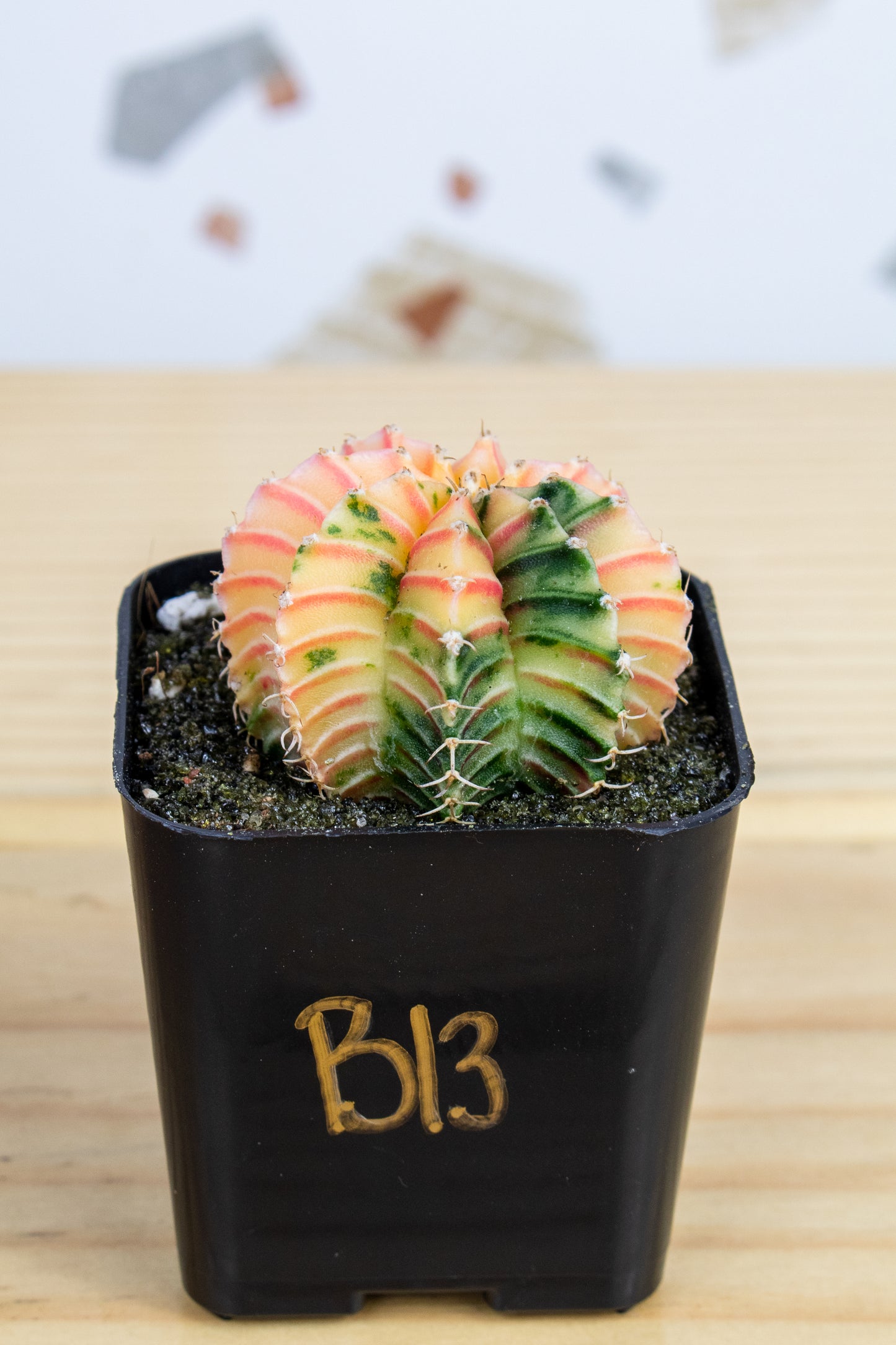 Gymnocalycium Mihanovichii Variegated 2 Inch