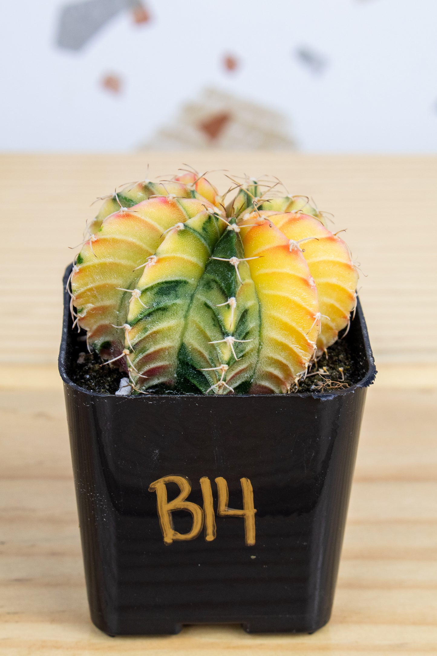 Gymnocalycium Mihanovichii Variegated 2 Inch